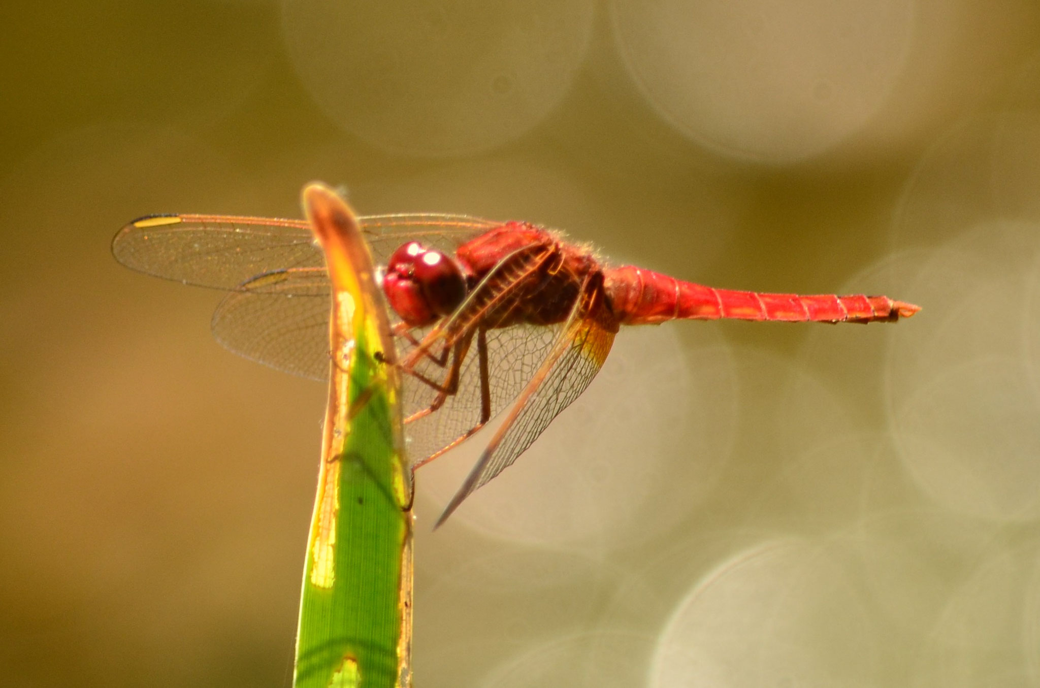 Libellule écarlate