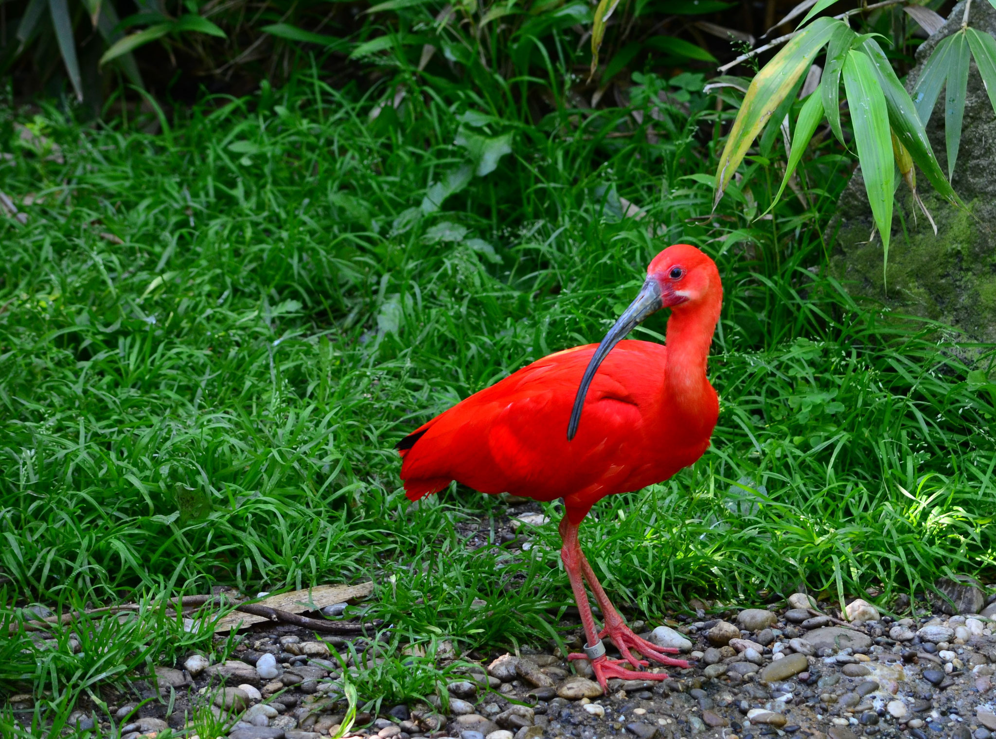 Ibis rouge