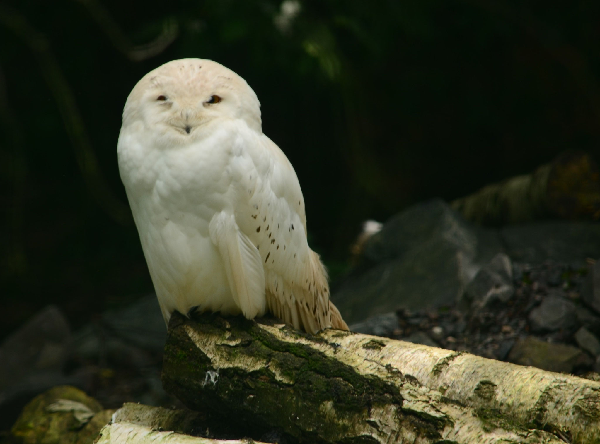 Harfang des neiges mâle