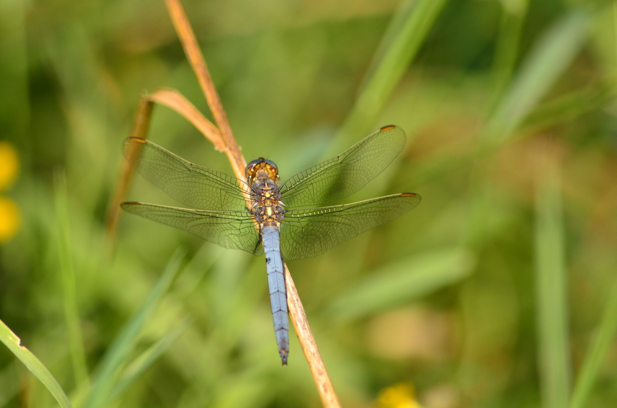 Orthétrum bleuissant