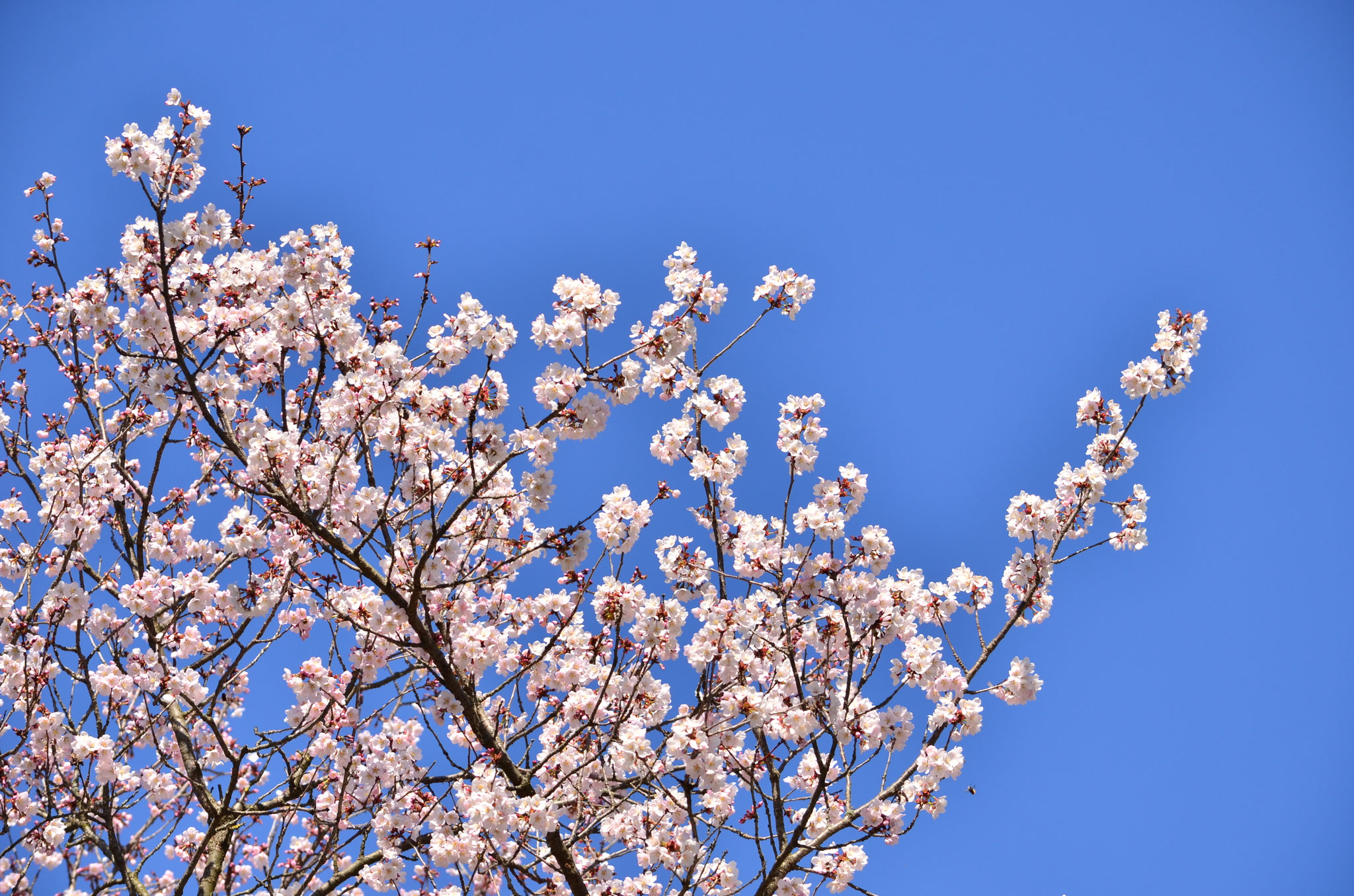 Prunus en fleur