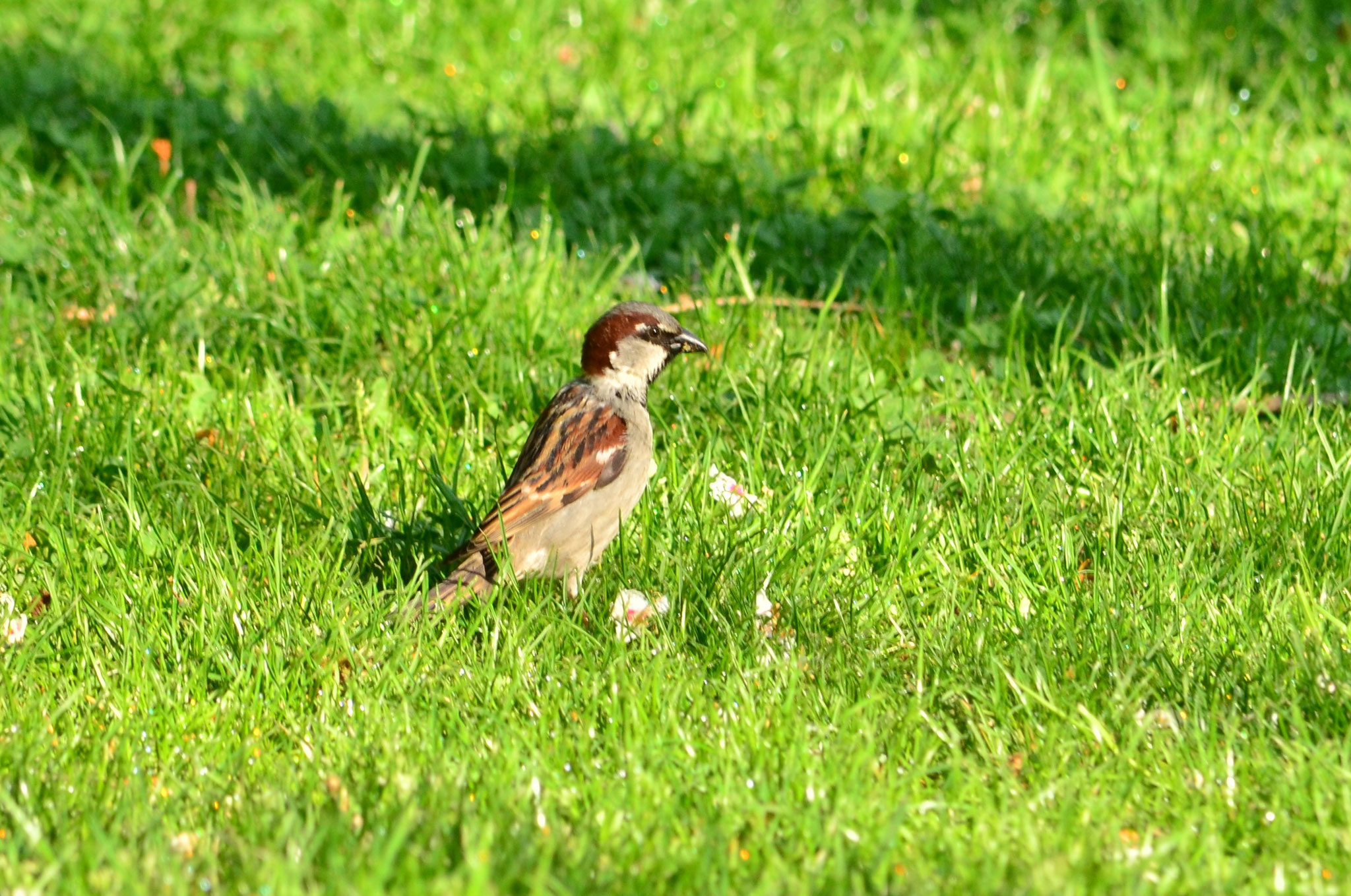 Moineau domestique (Alsace, France)