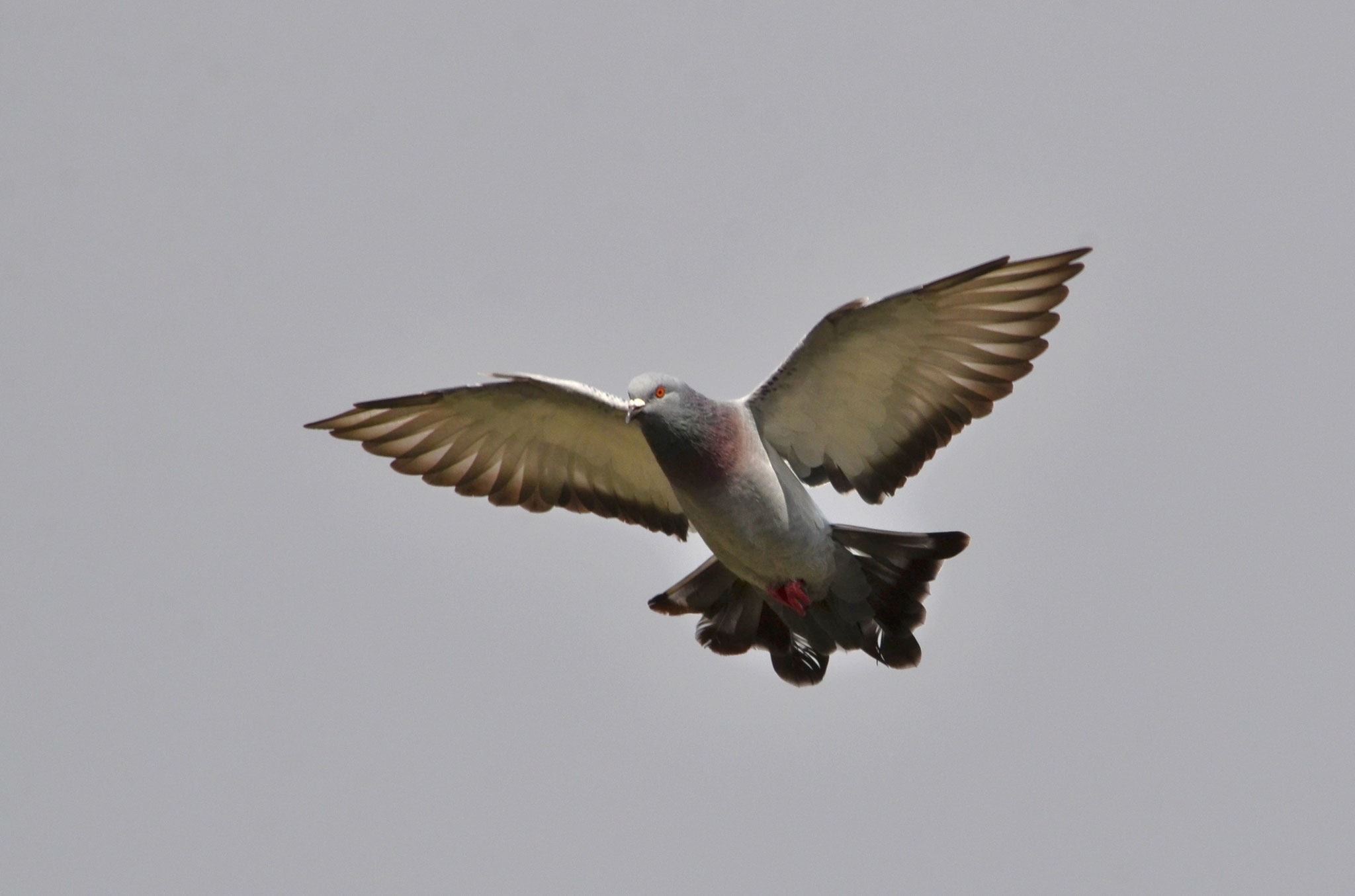 Pigeon biset (Alsace, France)