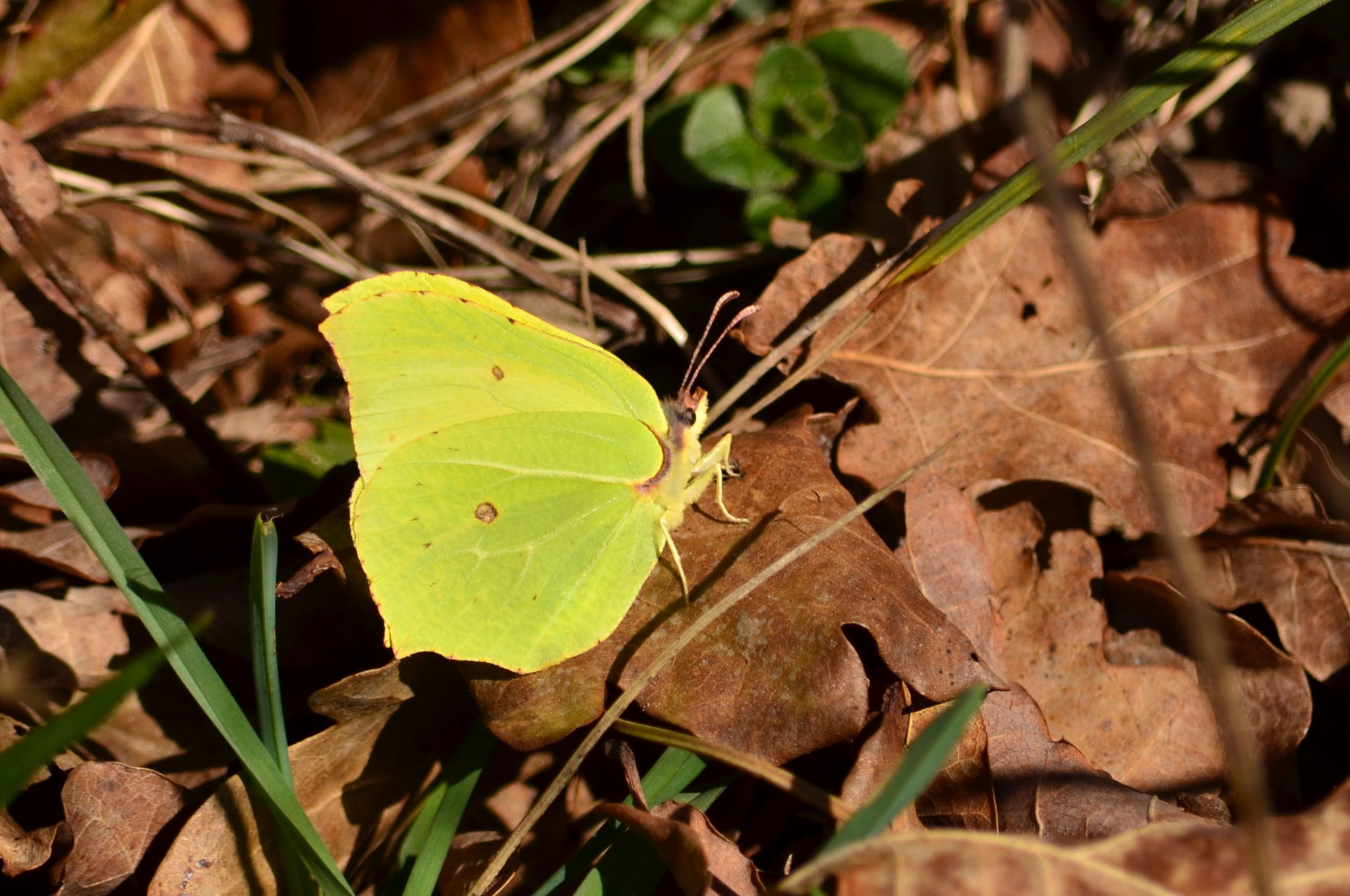 Citron