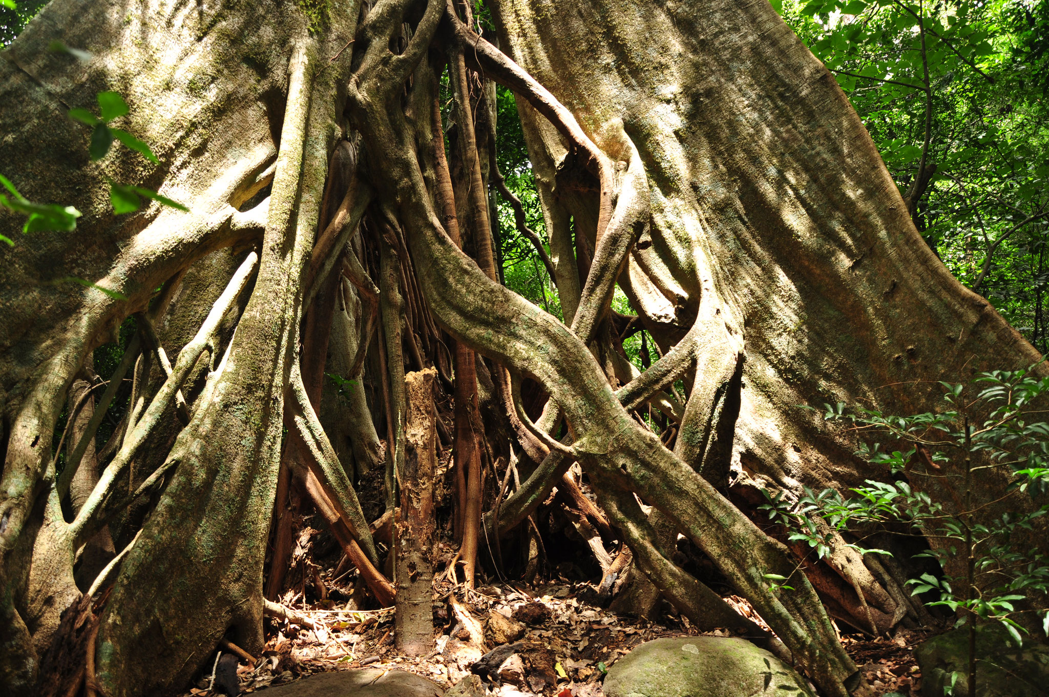 Ficus étrangleur (Costa Rica)