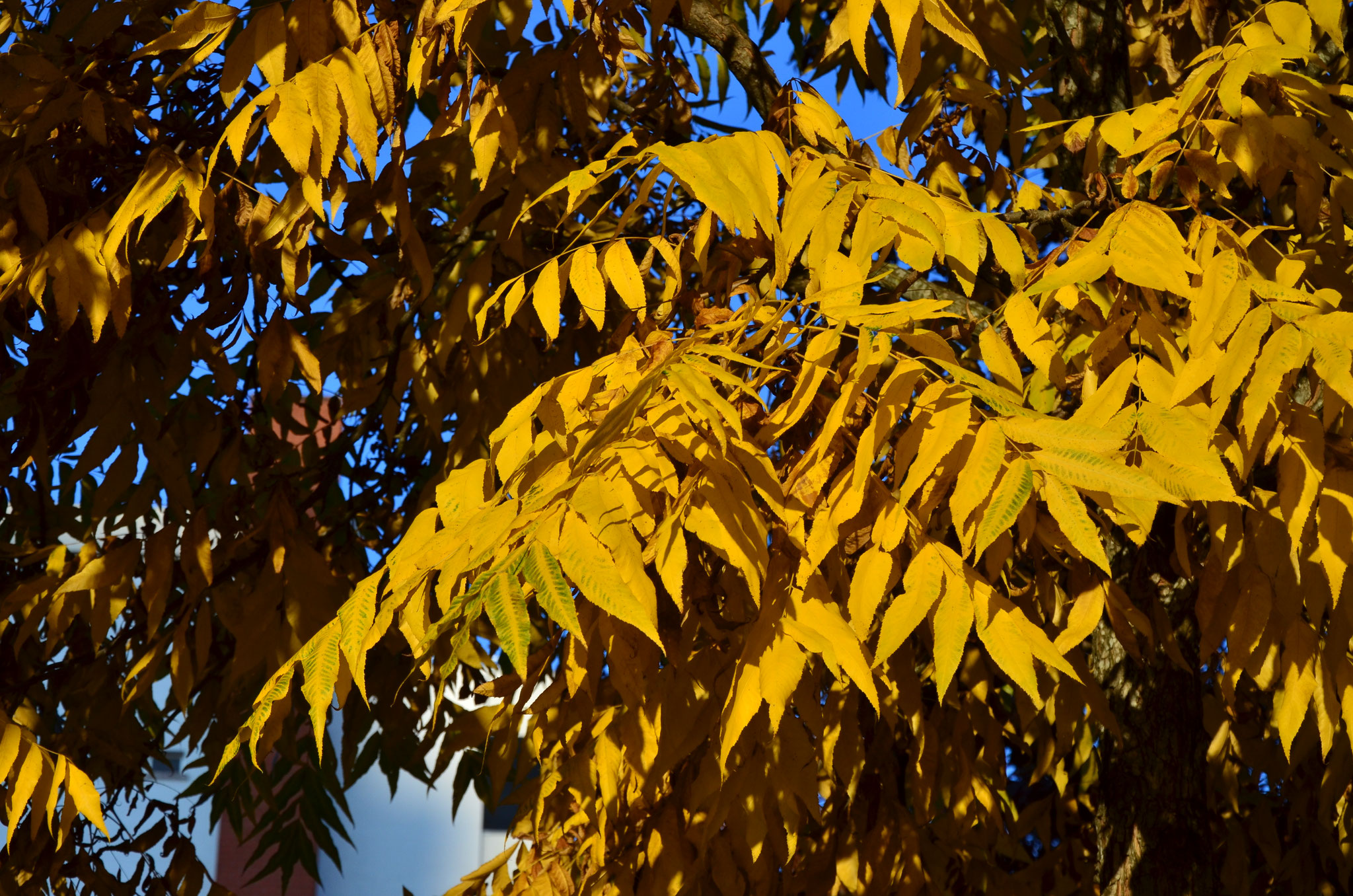 Retour de l'automne