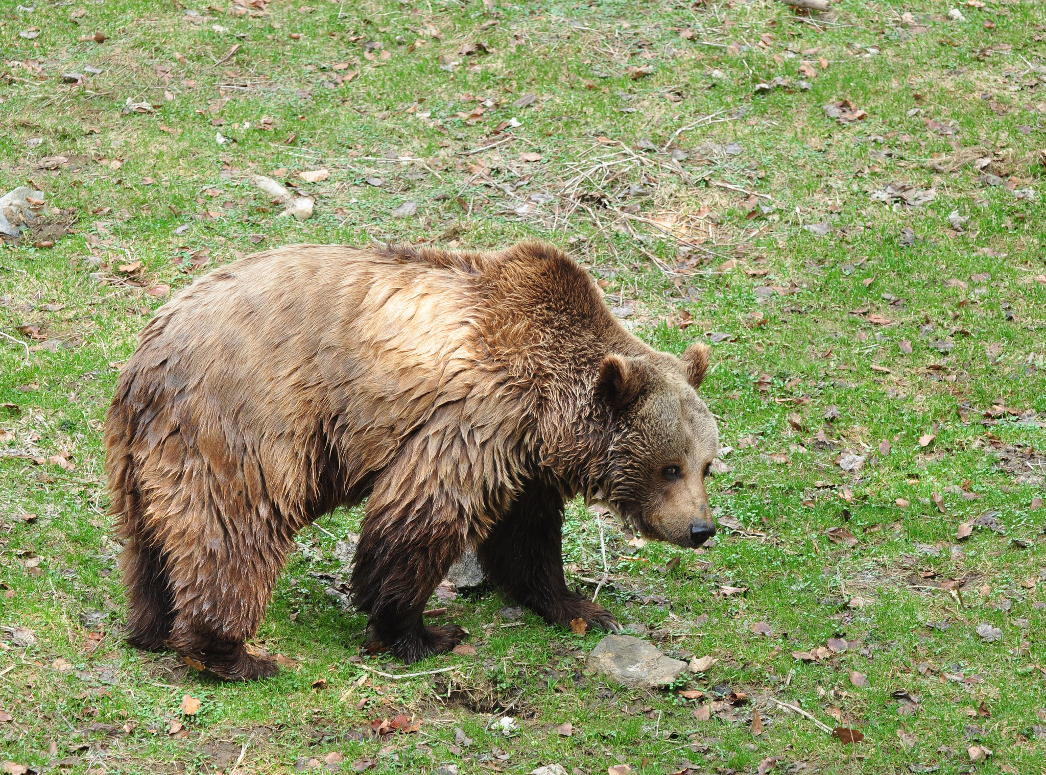 Ours brun (Parc animalier de Lusen, Bavière, Allemagne)  Avril 2013