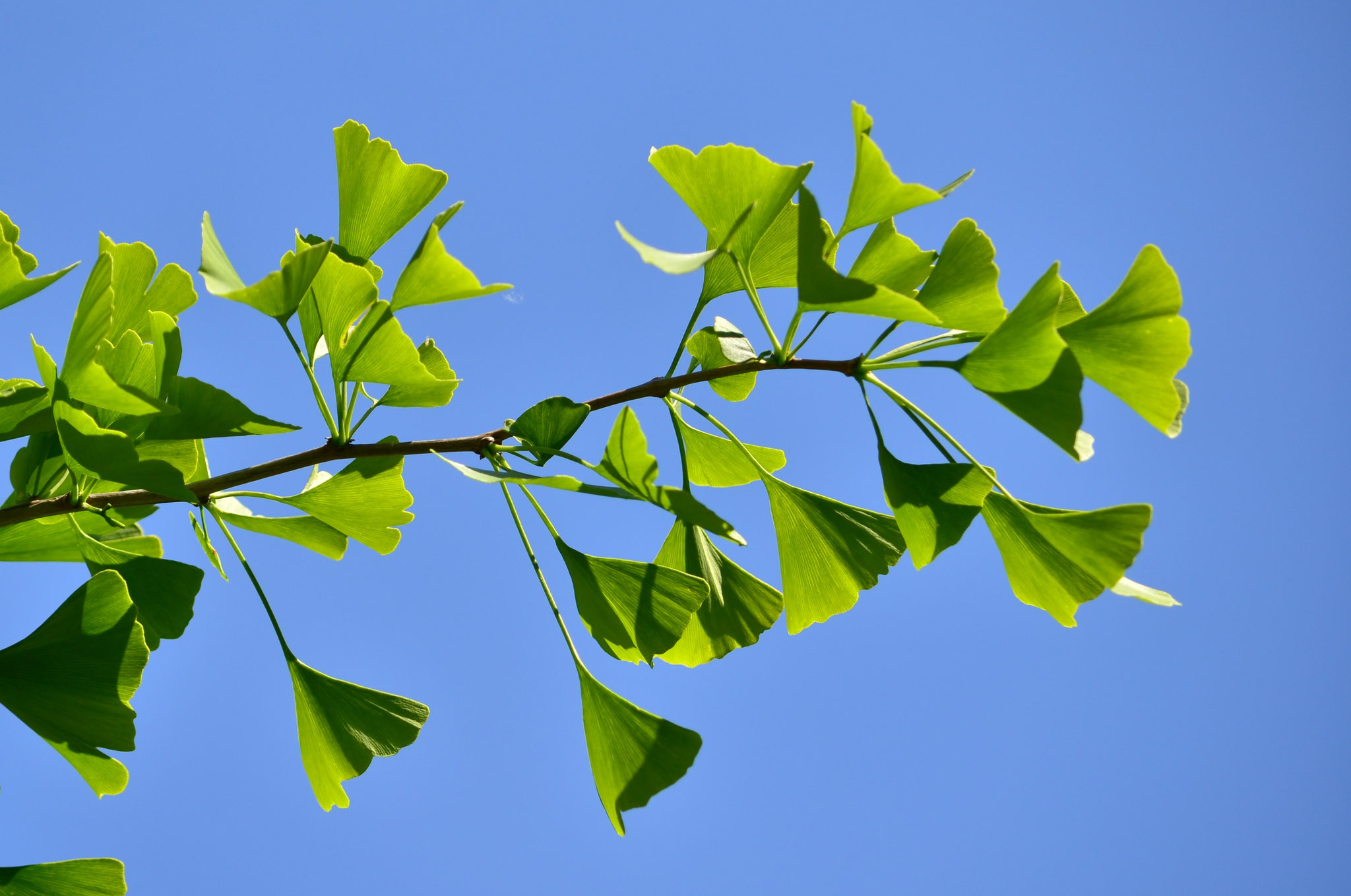 Feuilles de ginkgo