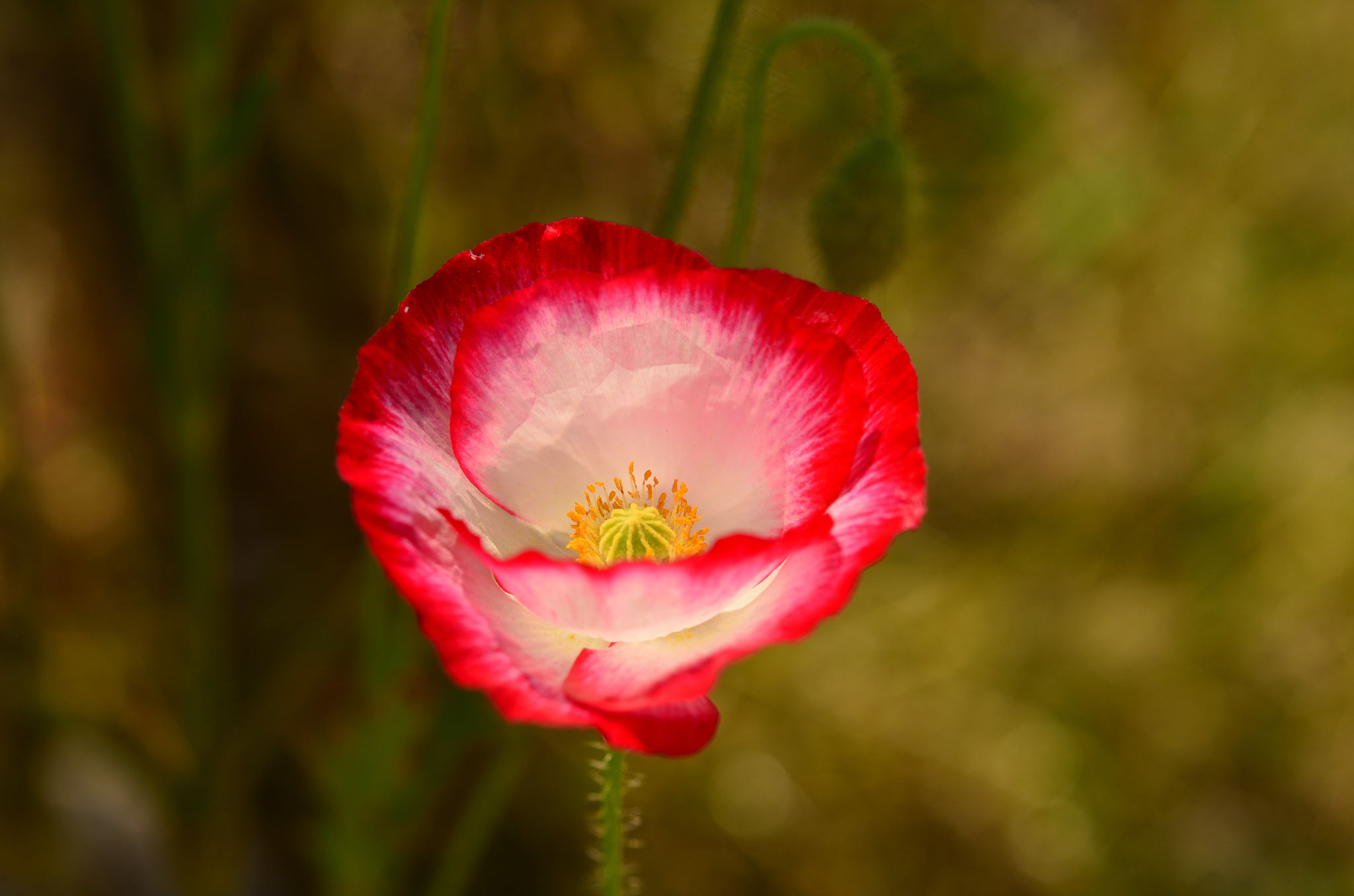 Coquelicot