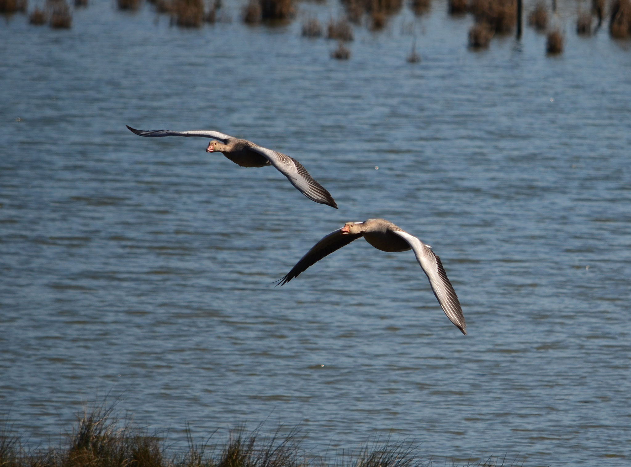 Oies cendrées (Petite Camargue alsacienne, Haut-Rhin)  Avril 2018