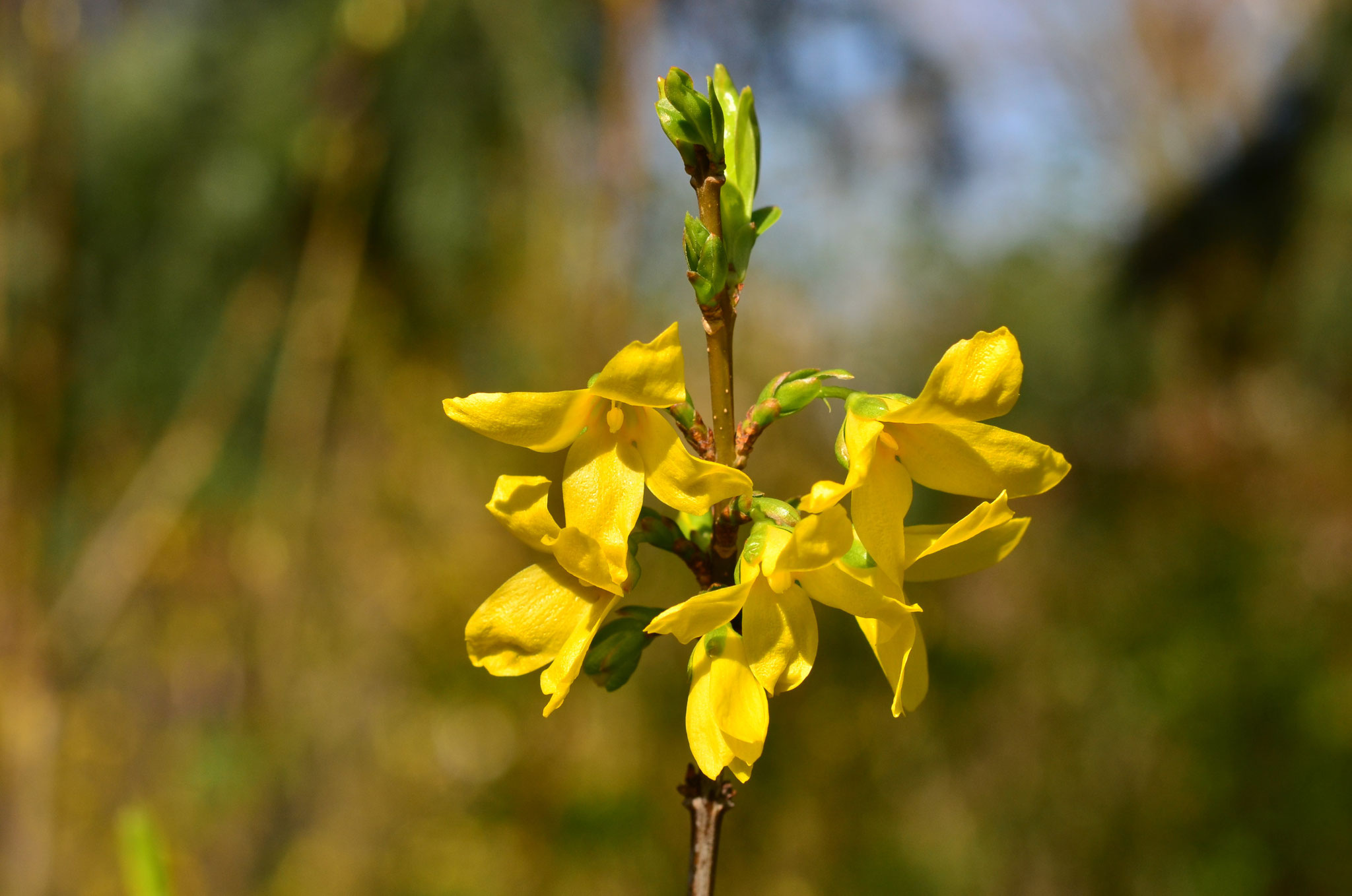 Forsythia