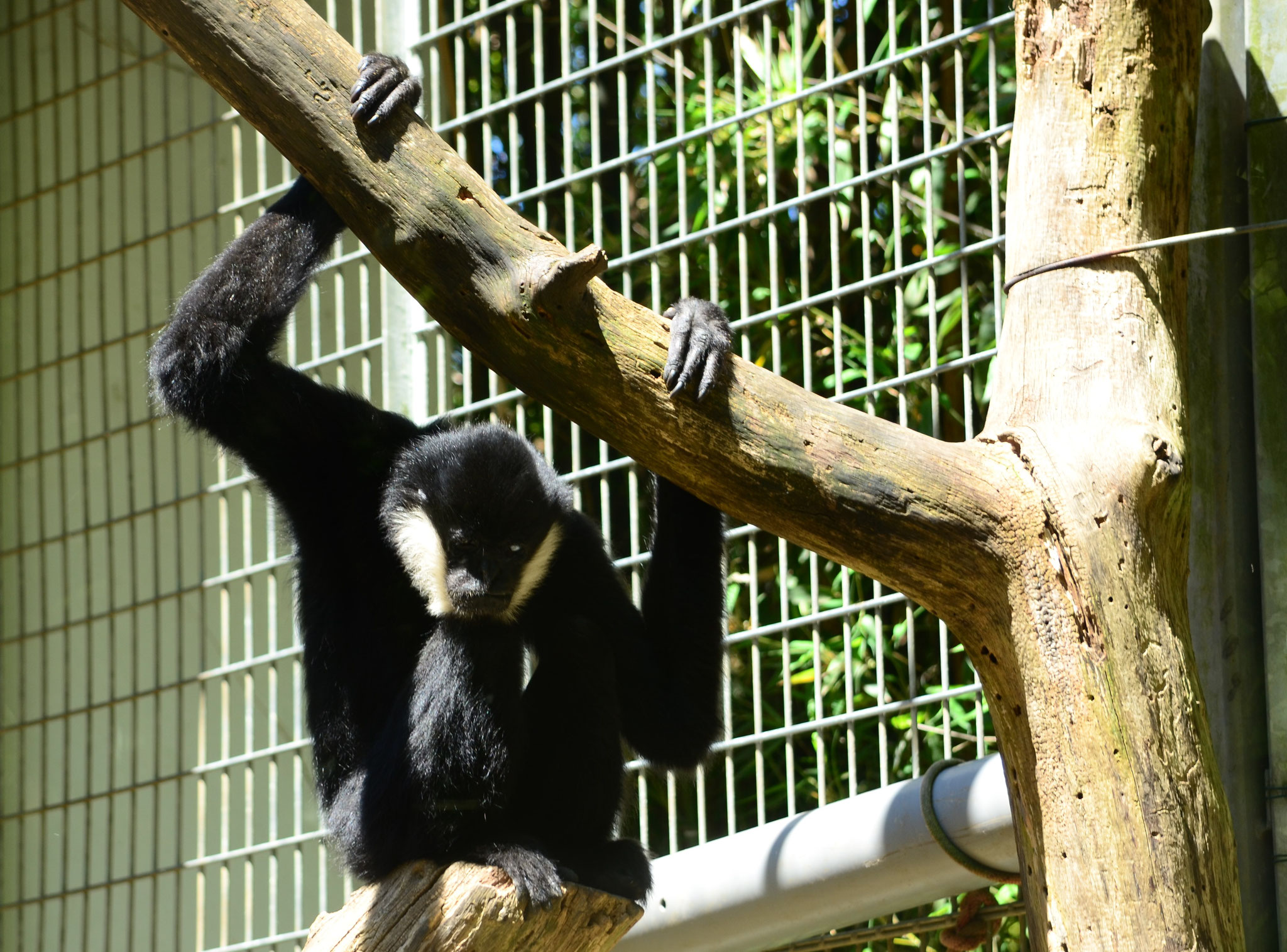 Gibbon à favoris blancs mâle