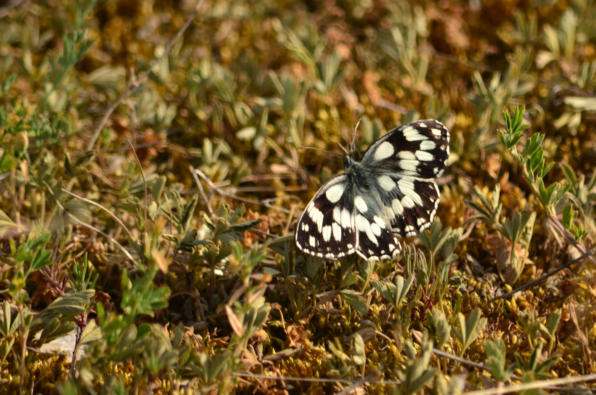 Papillon en deuil à moitié