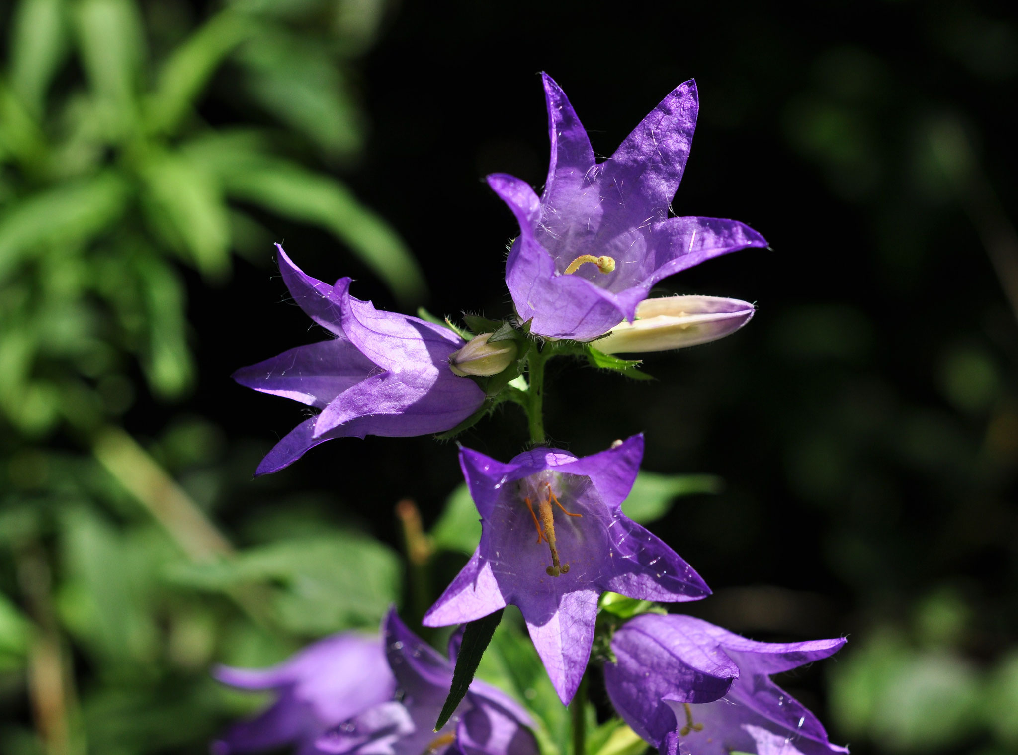 Campanules (Petite Camargue alsacienne, Haut-Rhin)  Août 2014