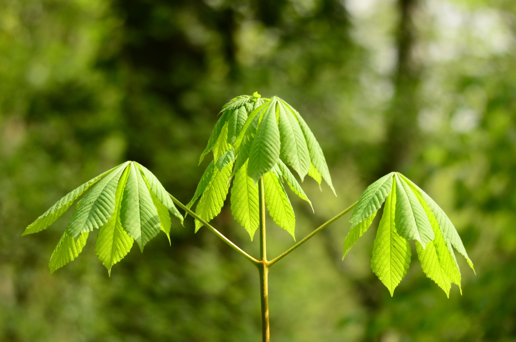 Parapluies de feuilles
