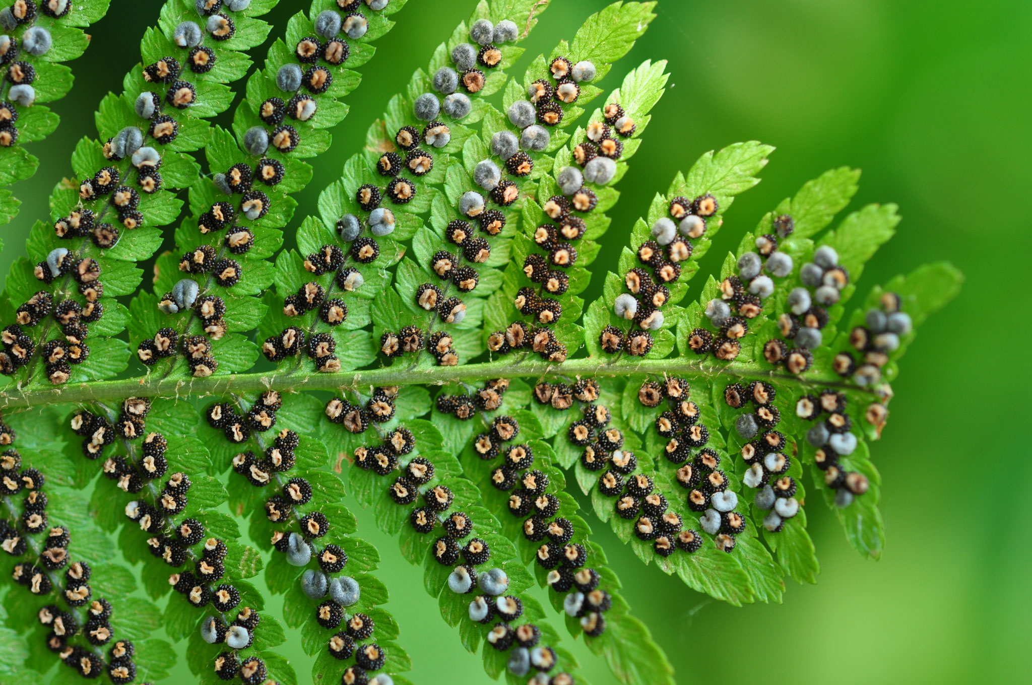 Spores de fougère