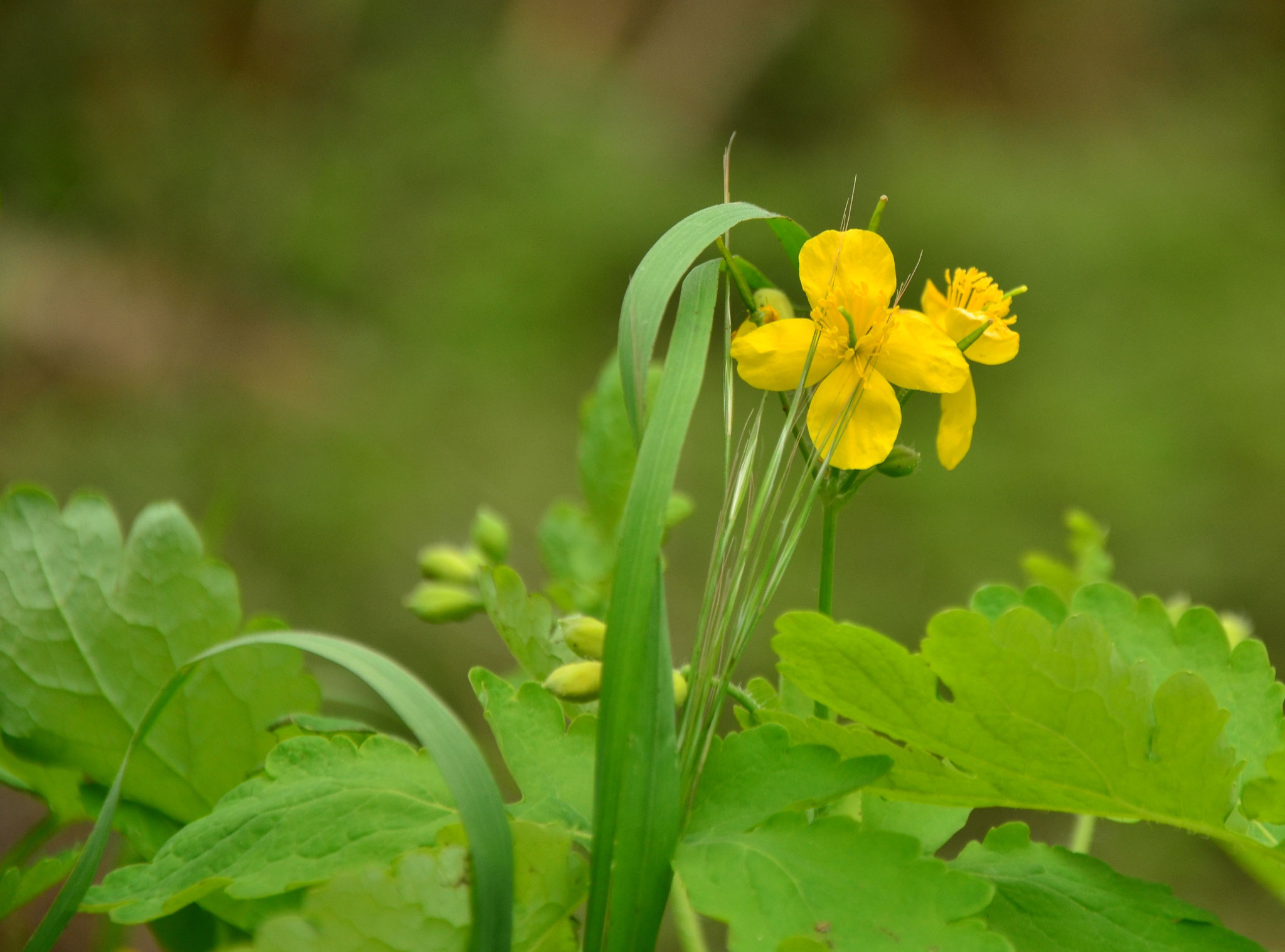 Chélidoine (Thann, Haut-Rhin)  Avril 2017