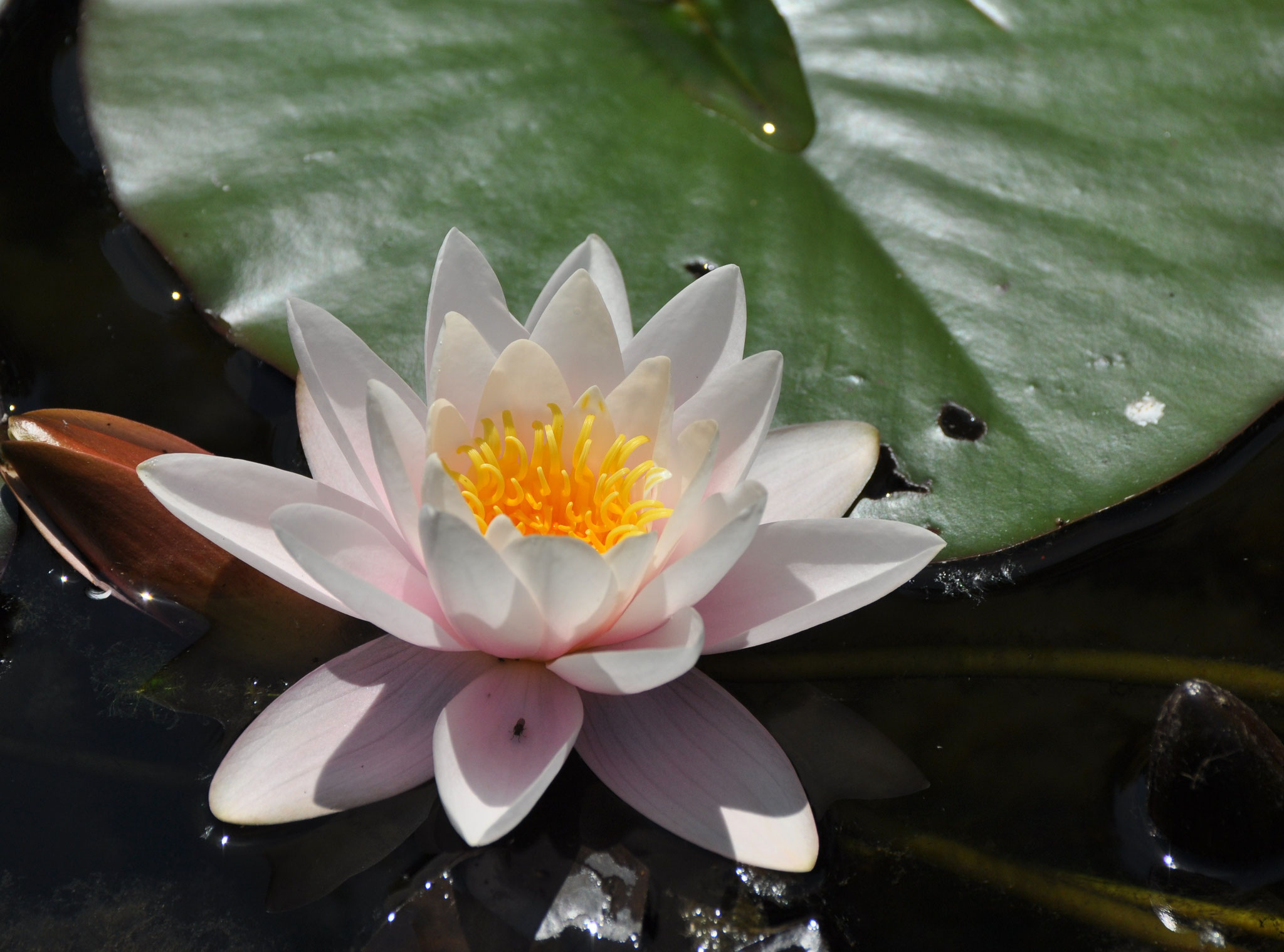 Nénuphar blanc (Petite Camargue alsacienne, Haut-Rhin)  Juin 2012