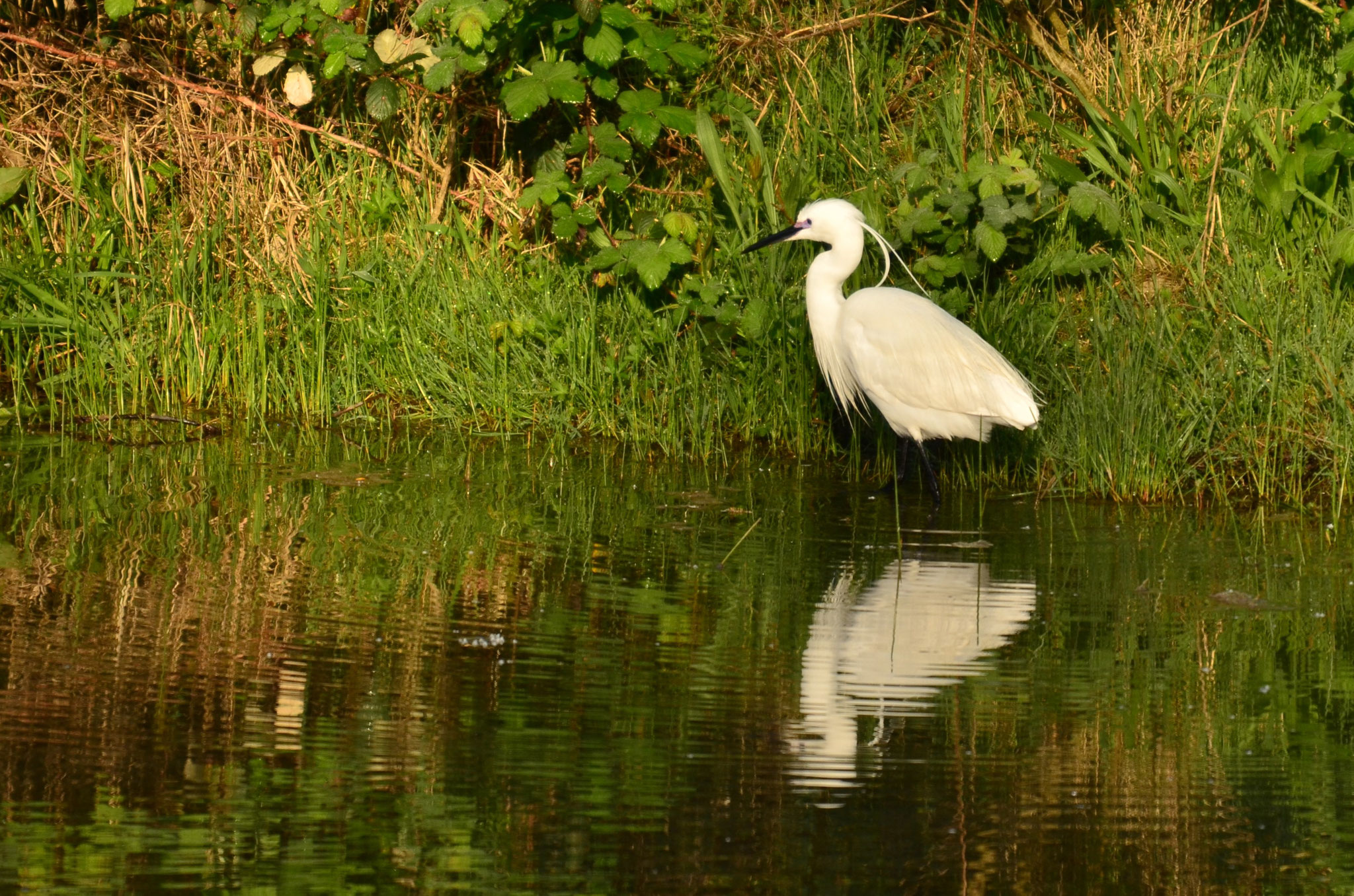Aigrette garzette et son rteflet