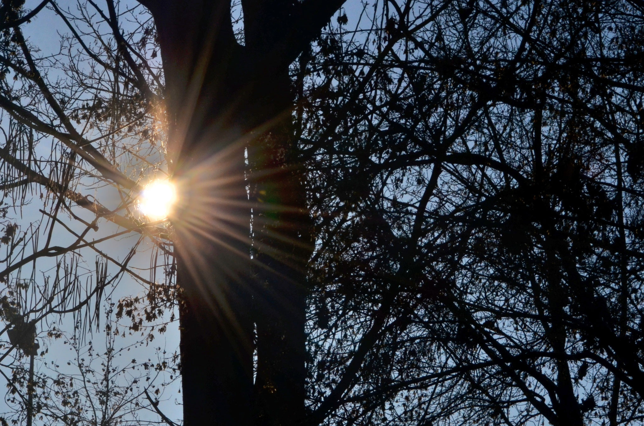 Le soleil se glisse entre les troncs.