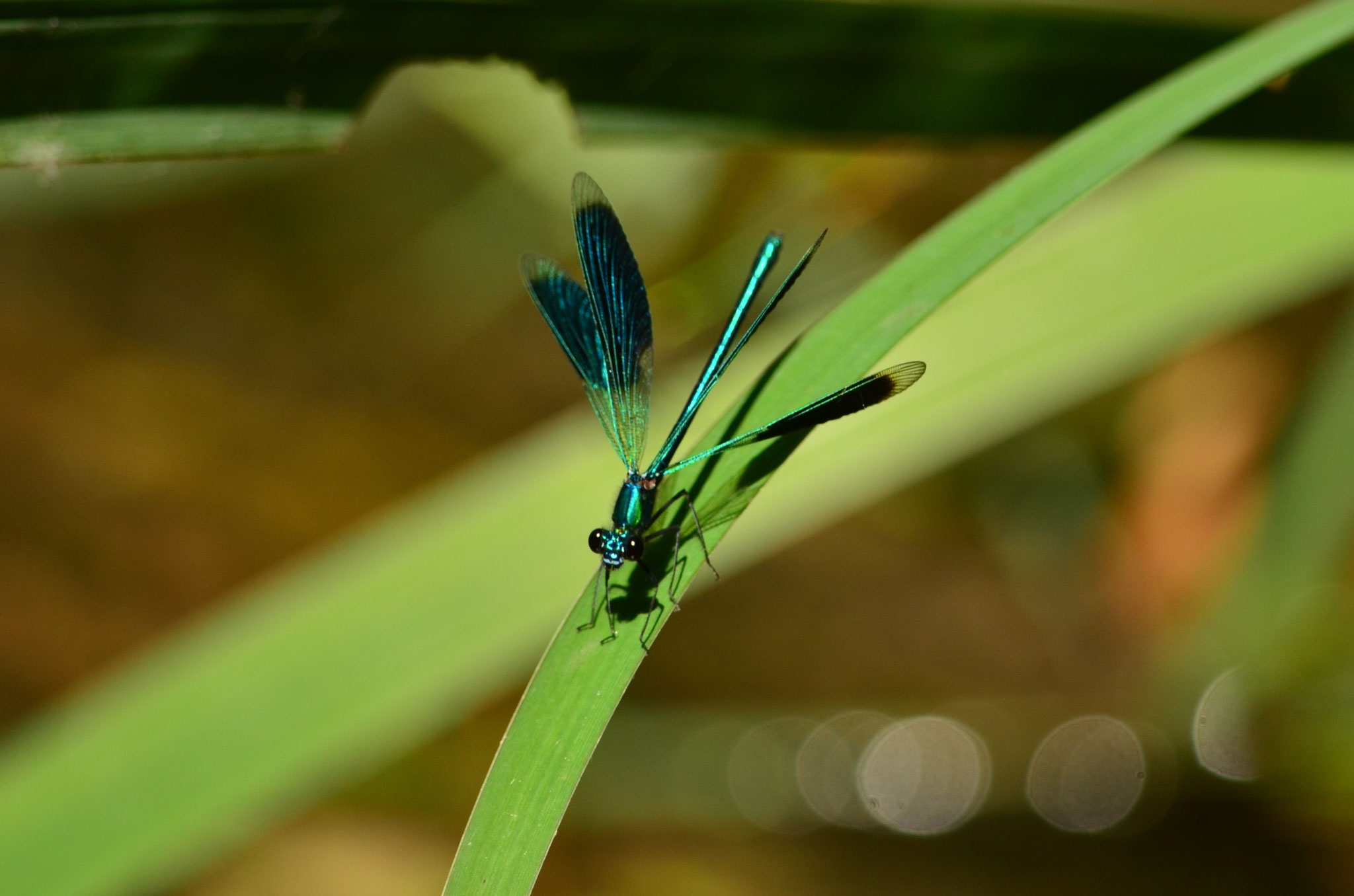 Ailes splendides