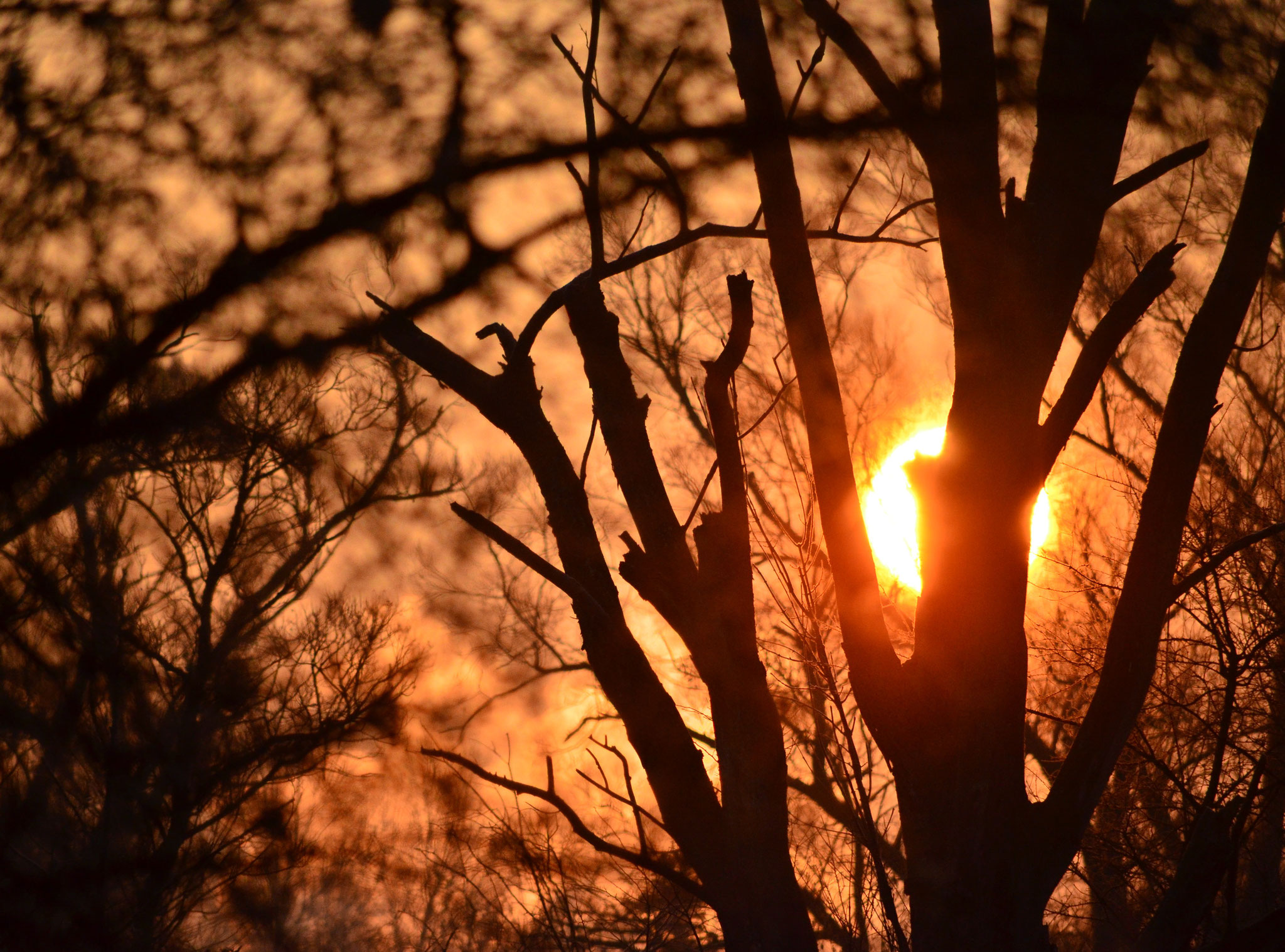 Soleil levant derrière les arbres (Petite Camargue alsacienne, Haut-Rhin)  Février 2019