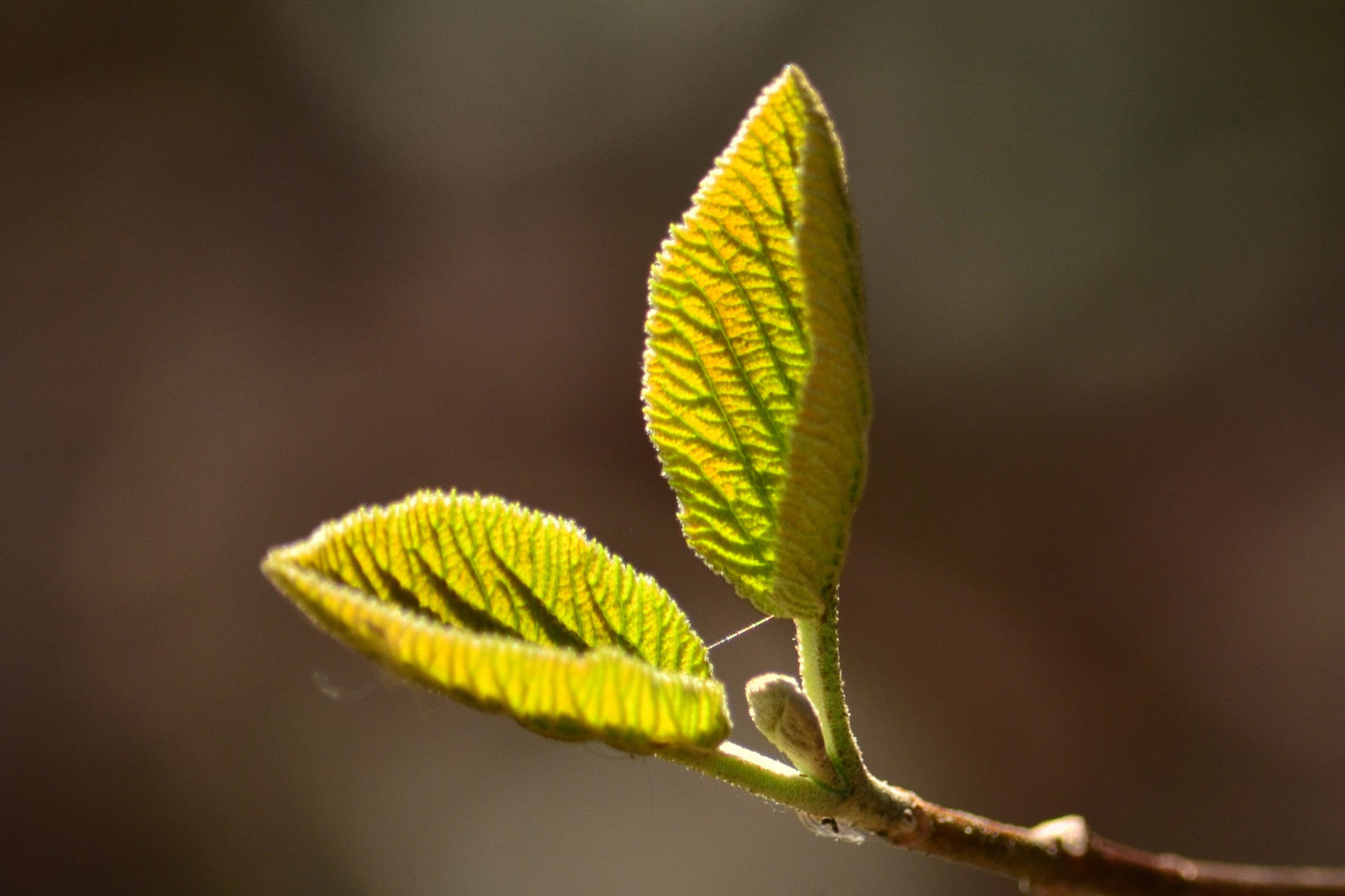 Feuilles de printemps