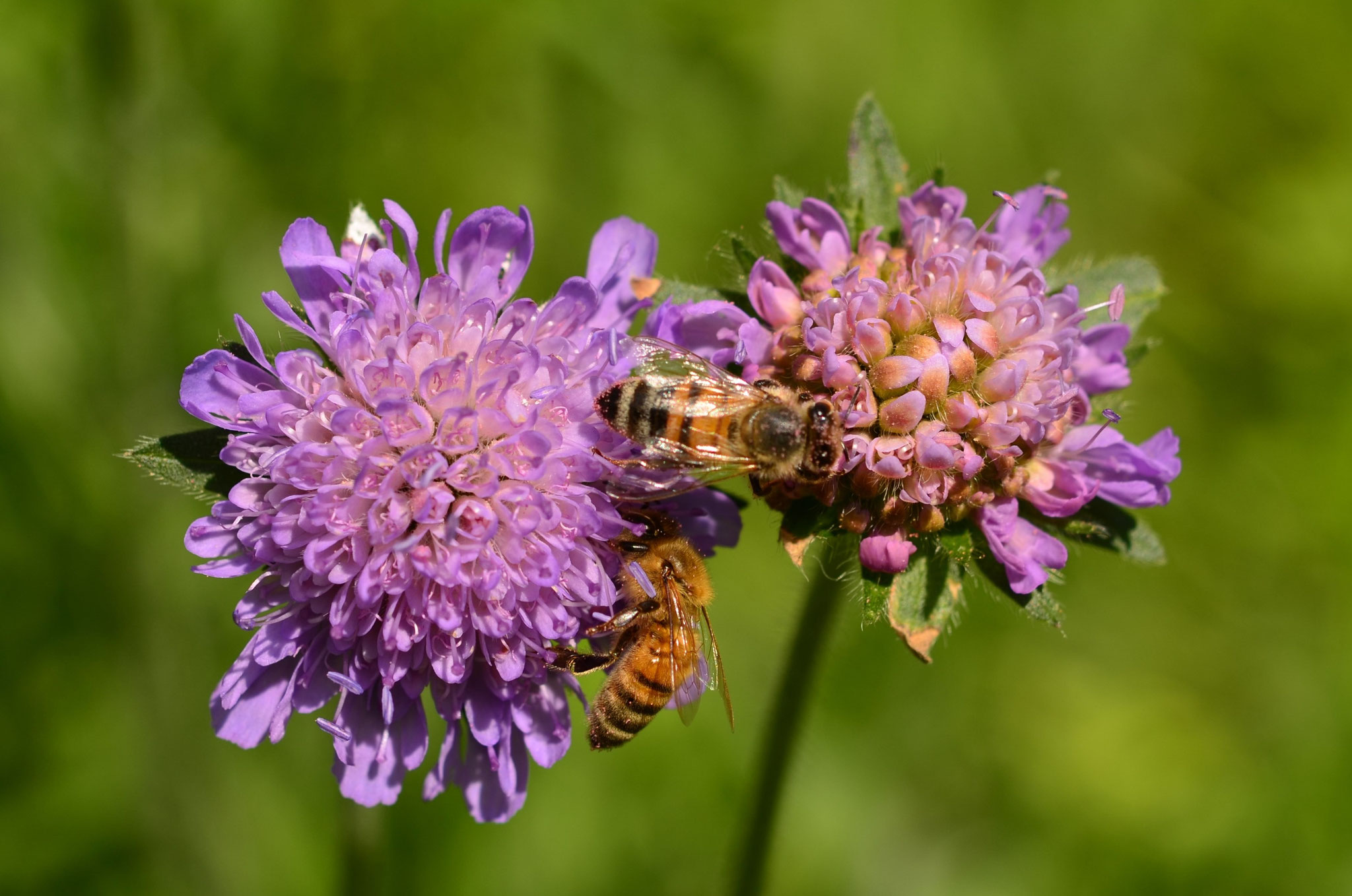 A chacune sa fleur
