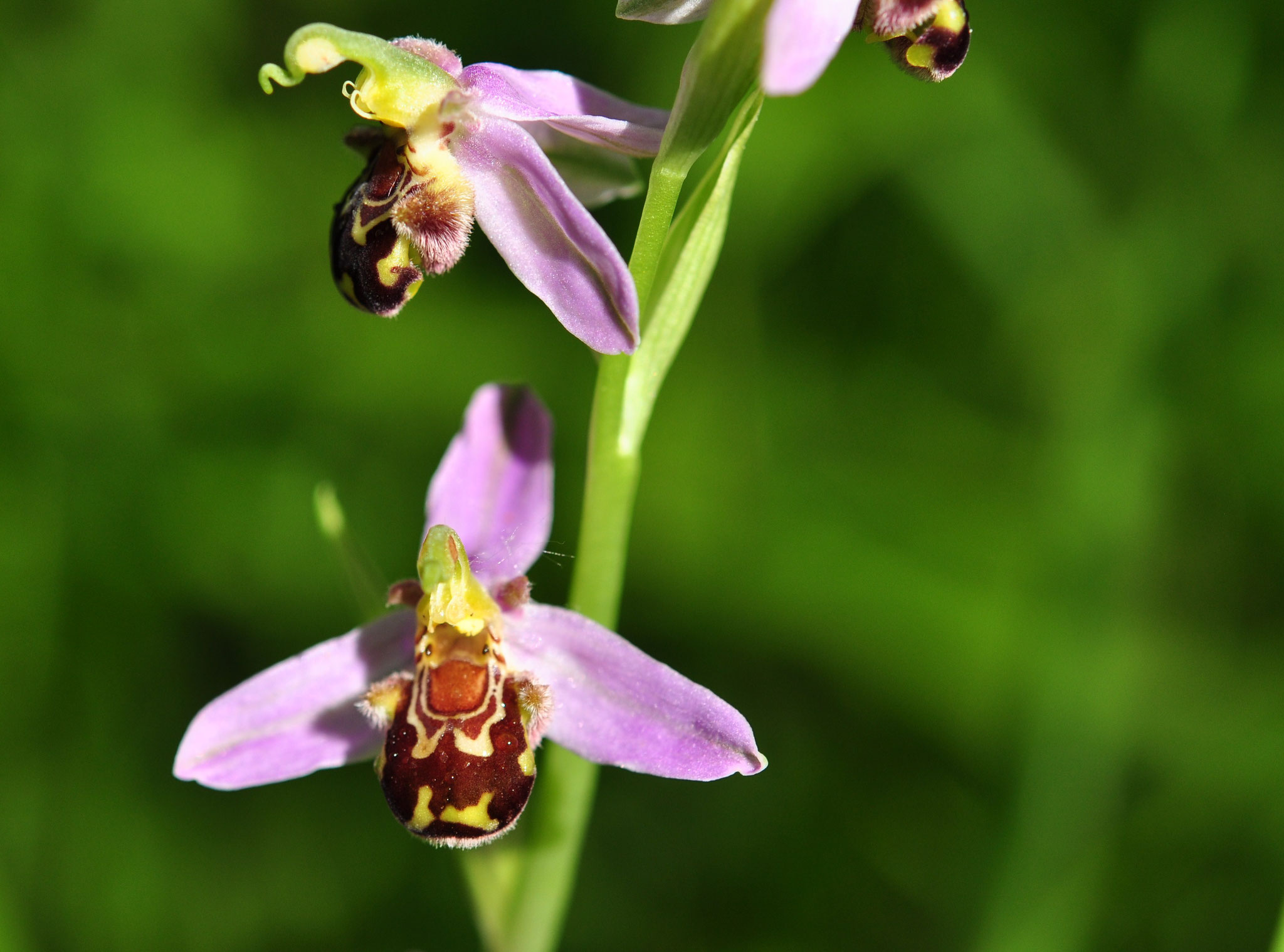 Ophrys abeille (Glaisière de Guewenheim, Haut-Rhin)  Juin 2013