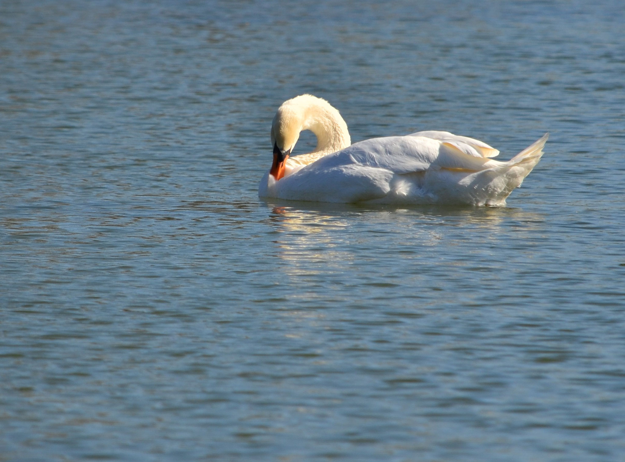 Cygne blanc sur eau bleue