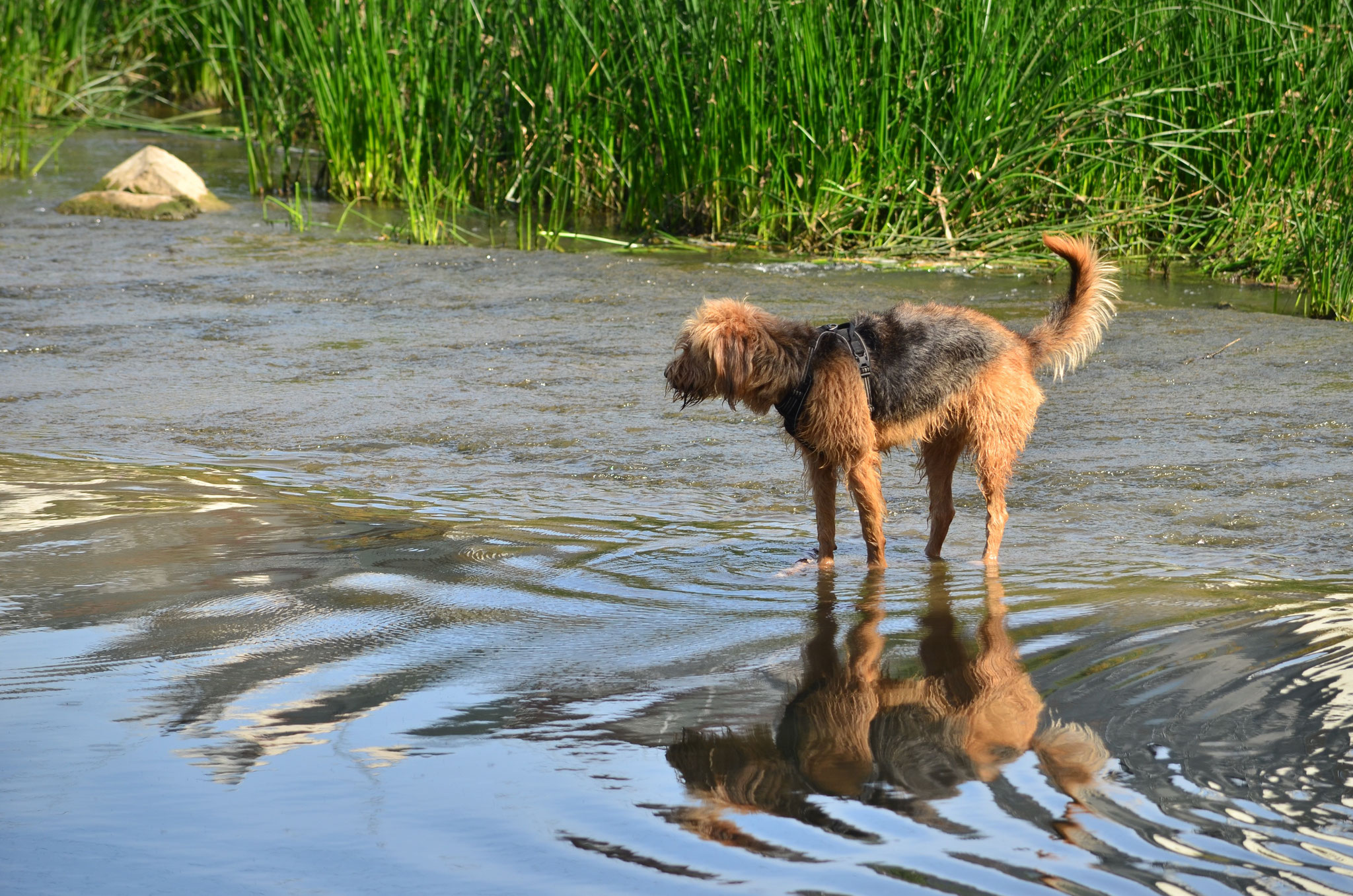 Chien prenant un bain de pattes