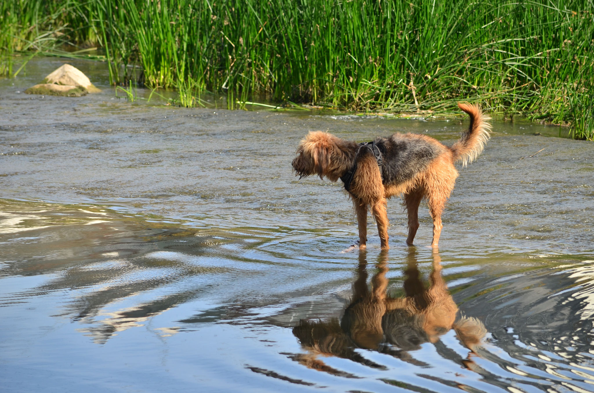 Chien prenant un bain de pattes