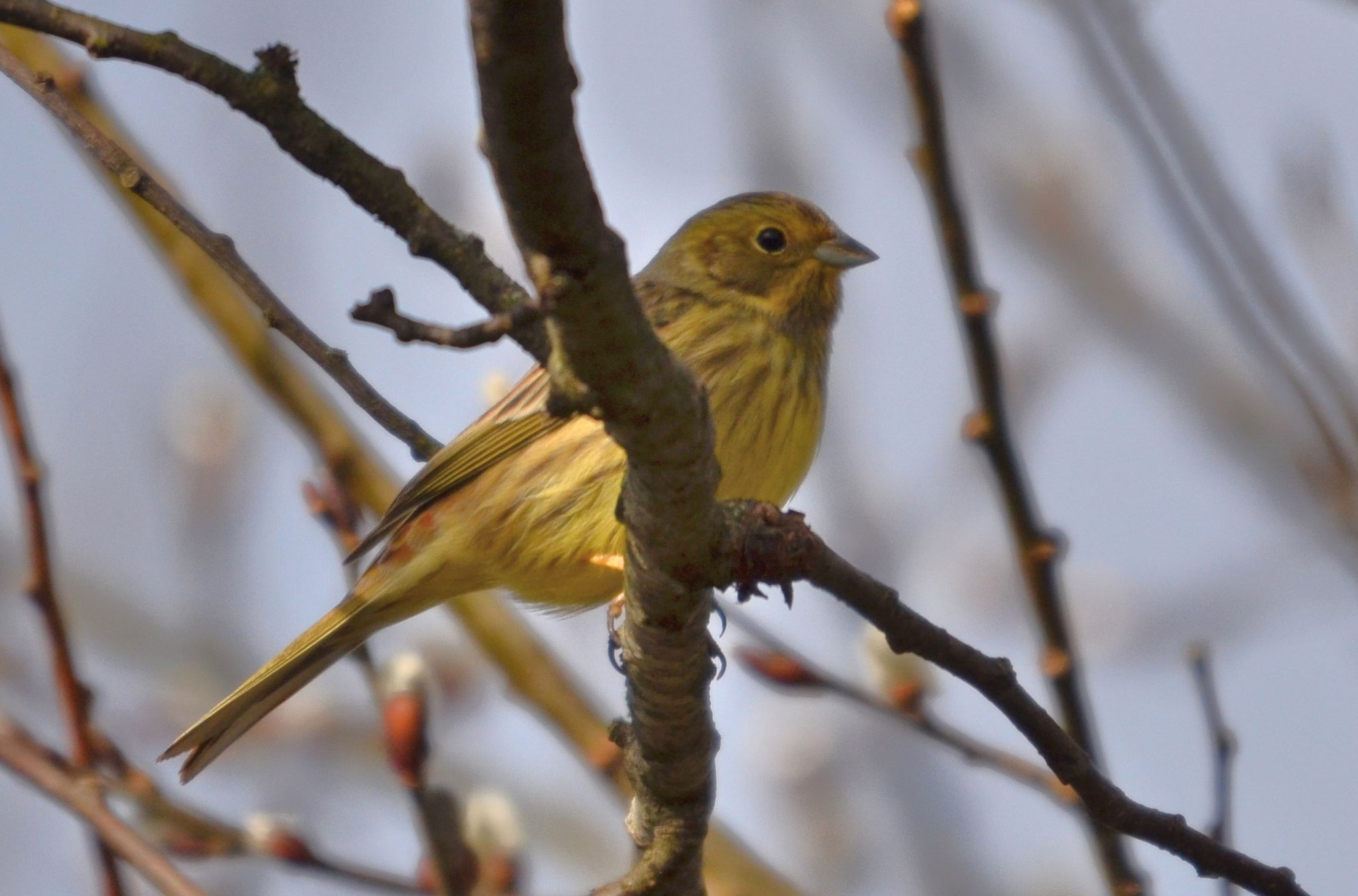 Bruant jaune  (Petite Camargue alsacienne, Haut-Rhin)  Février 2020