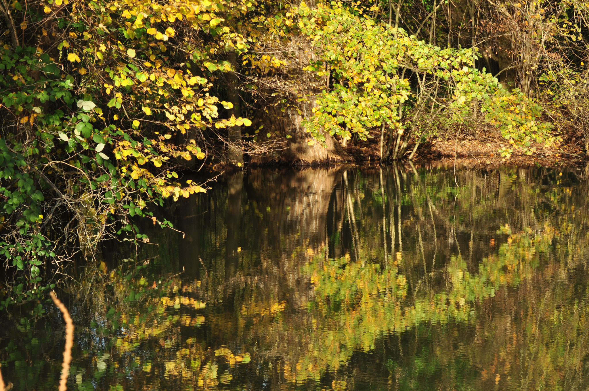 Reflet d'un feuillage d'automne