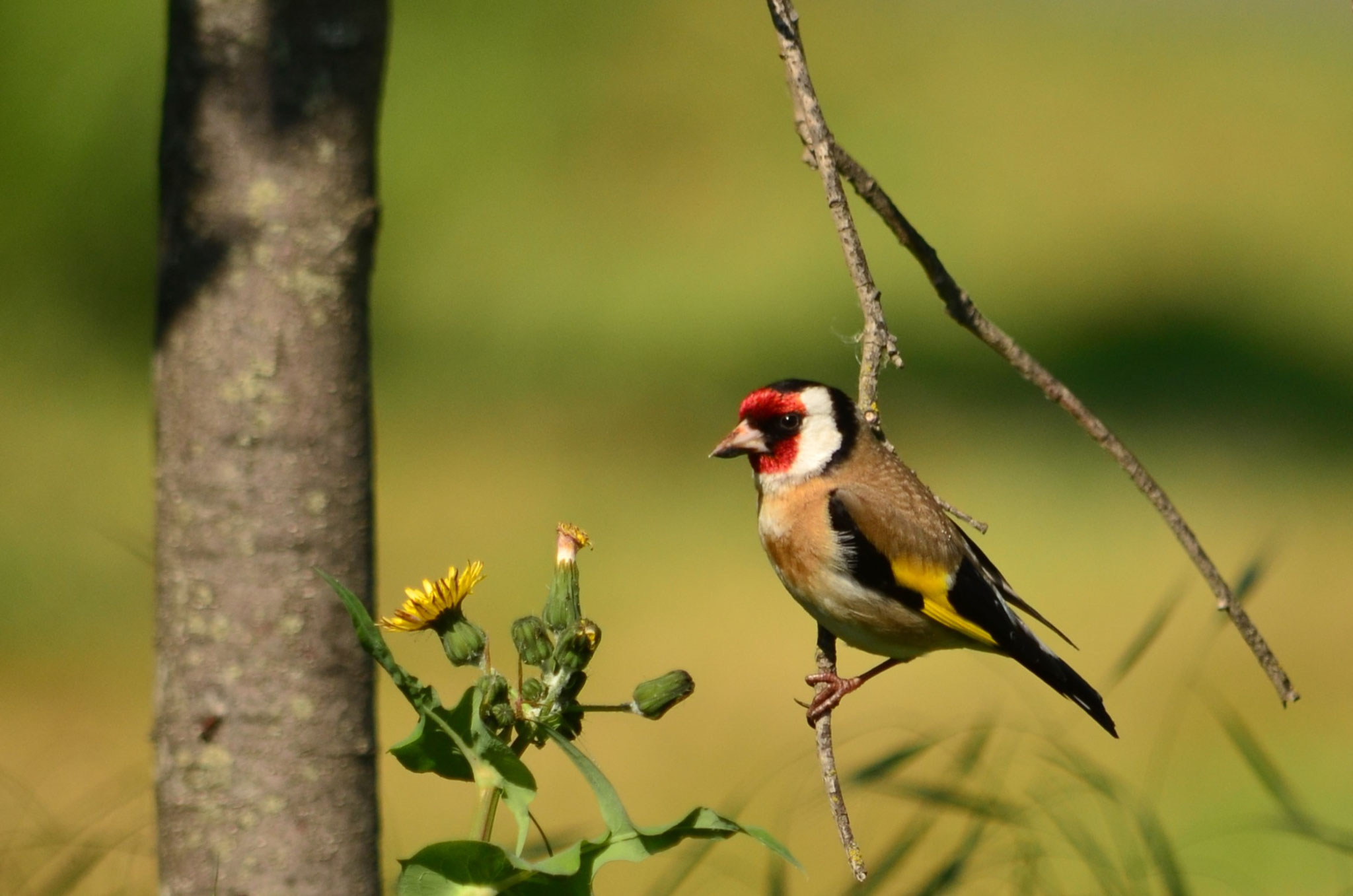 Chardonneret élégant (Alsace, France)