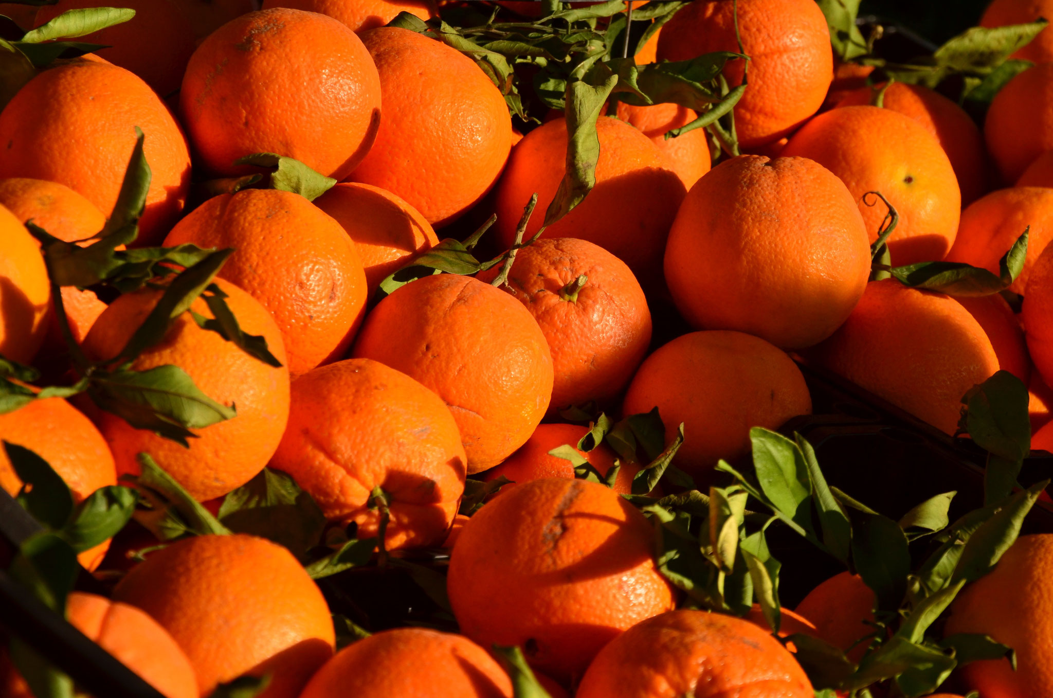 Oranges