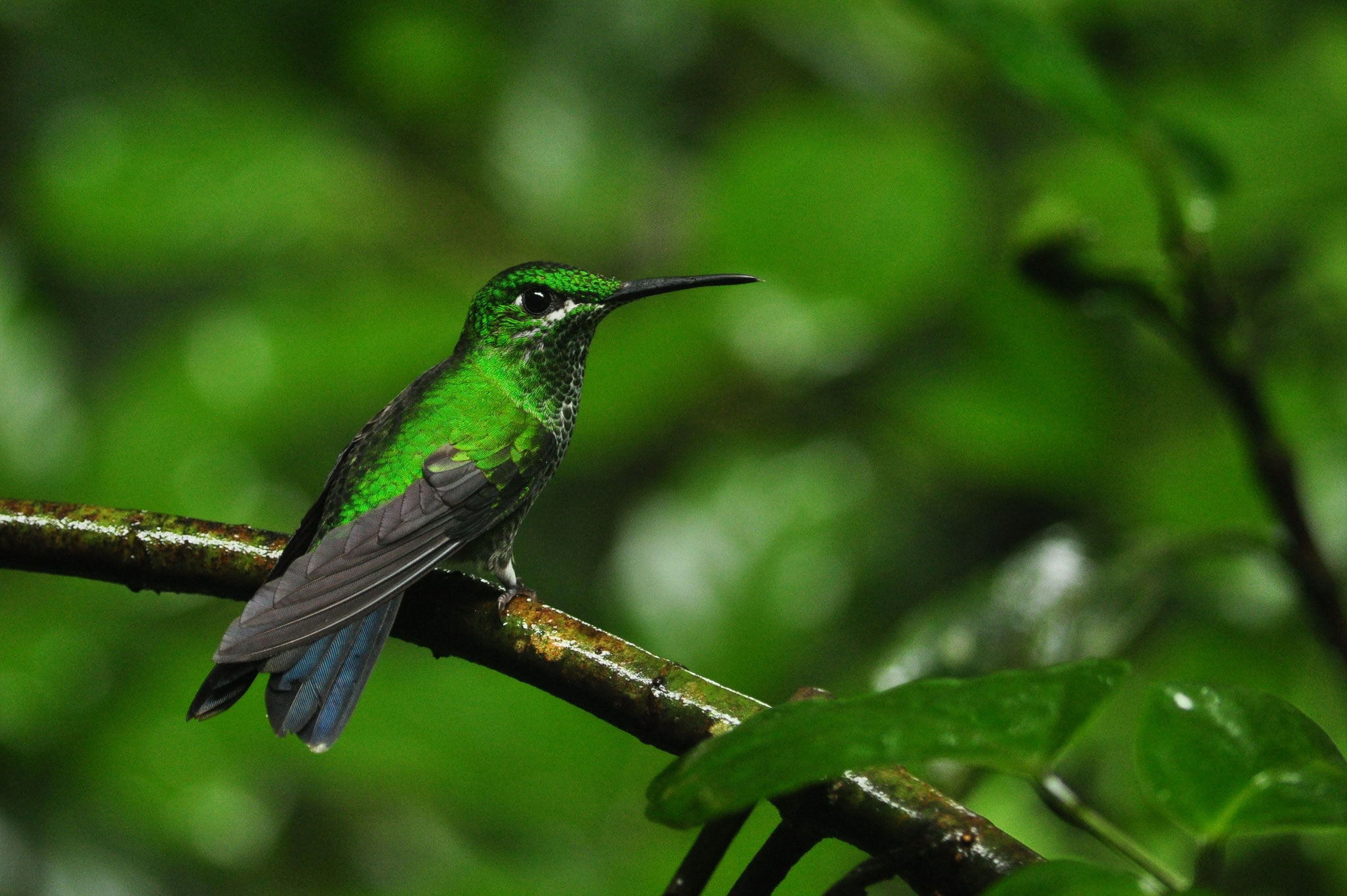 Colibri brillant fer-de-lance (Monteverde, Costa Rica)