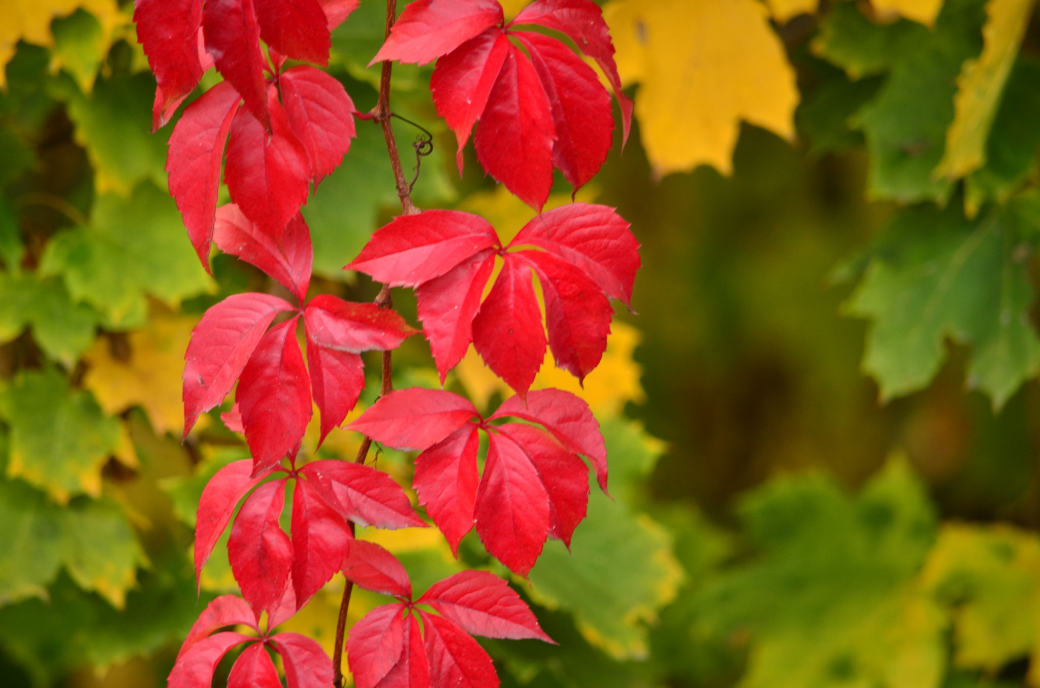 Automne très rouge