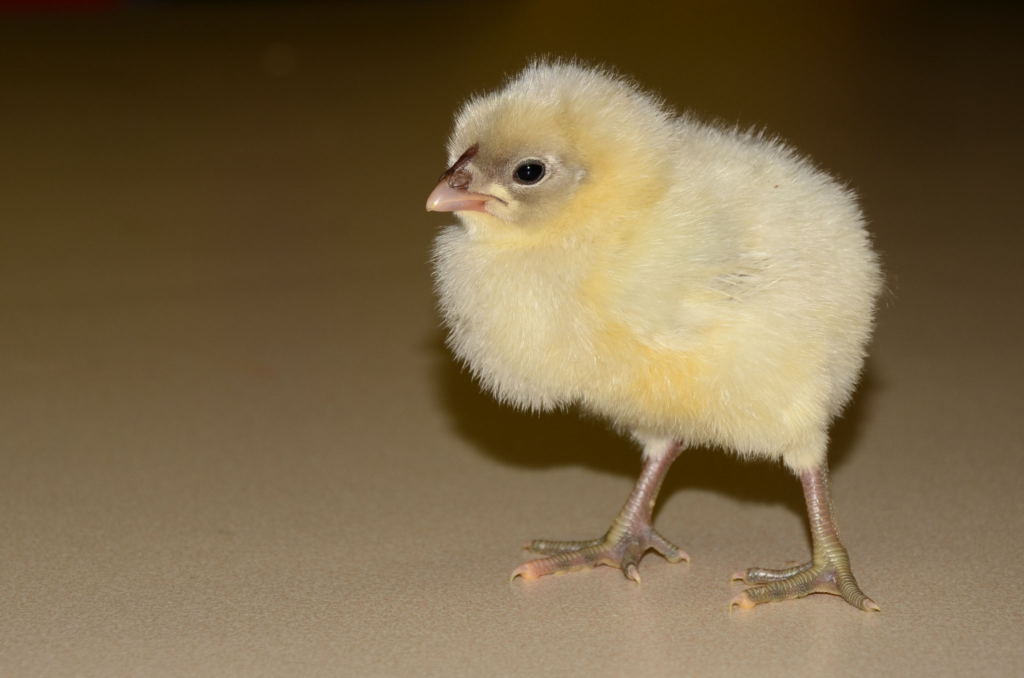 Poussin de poule noire d'Alsace (Alsace, France)