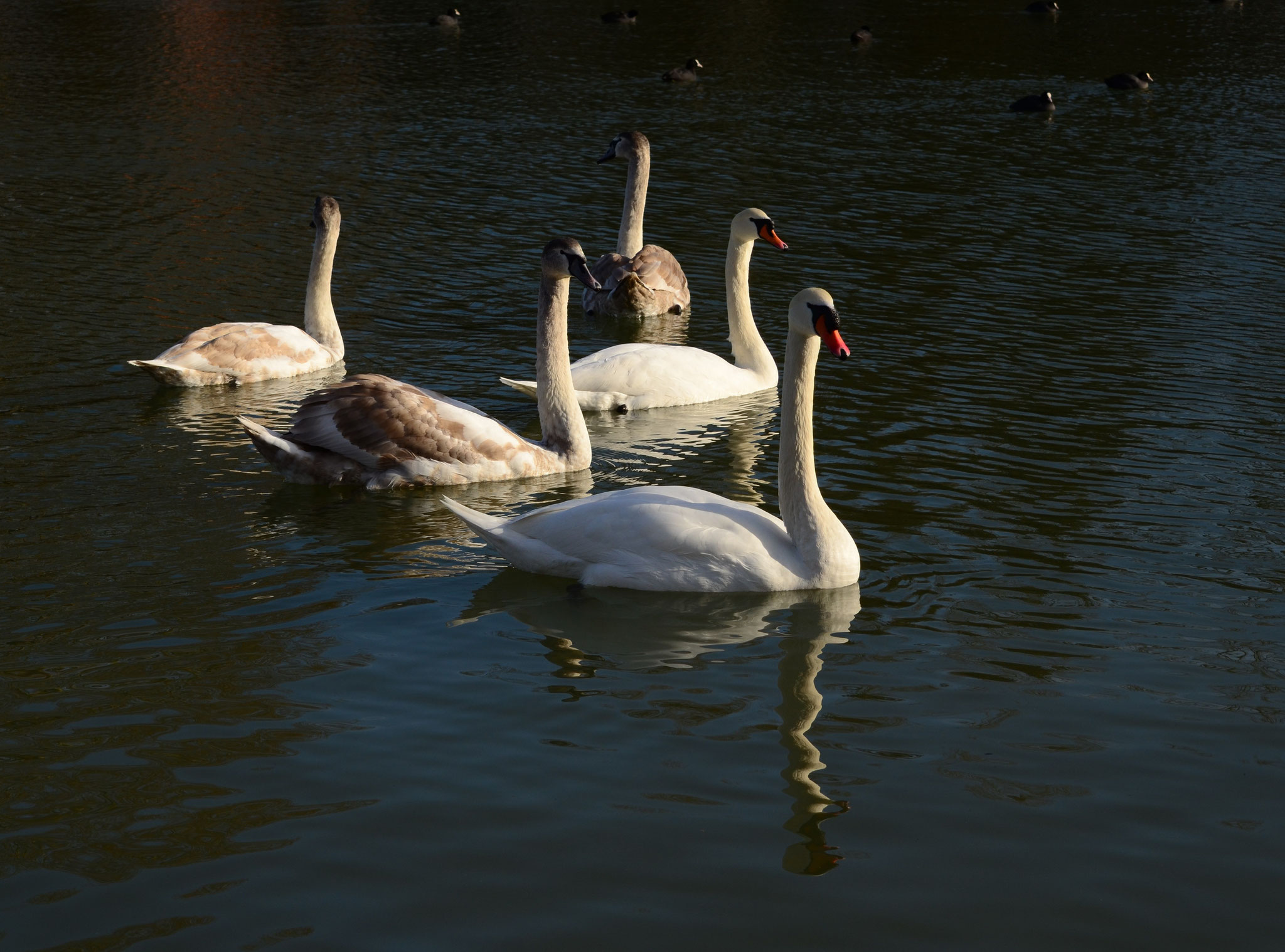 C'est le moment de danser le Lac des Cygnes