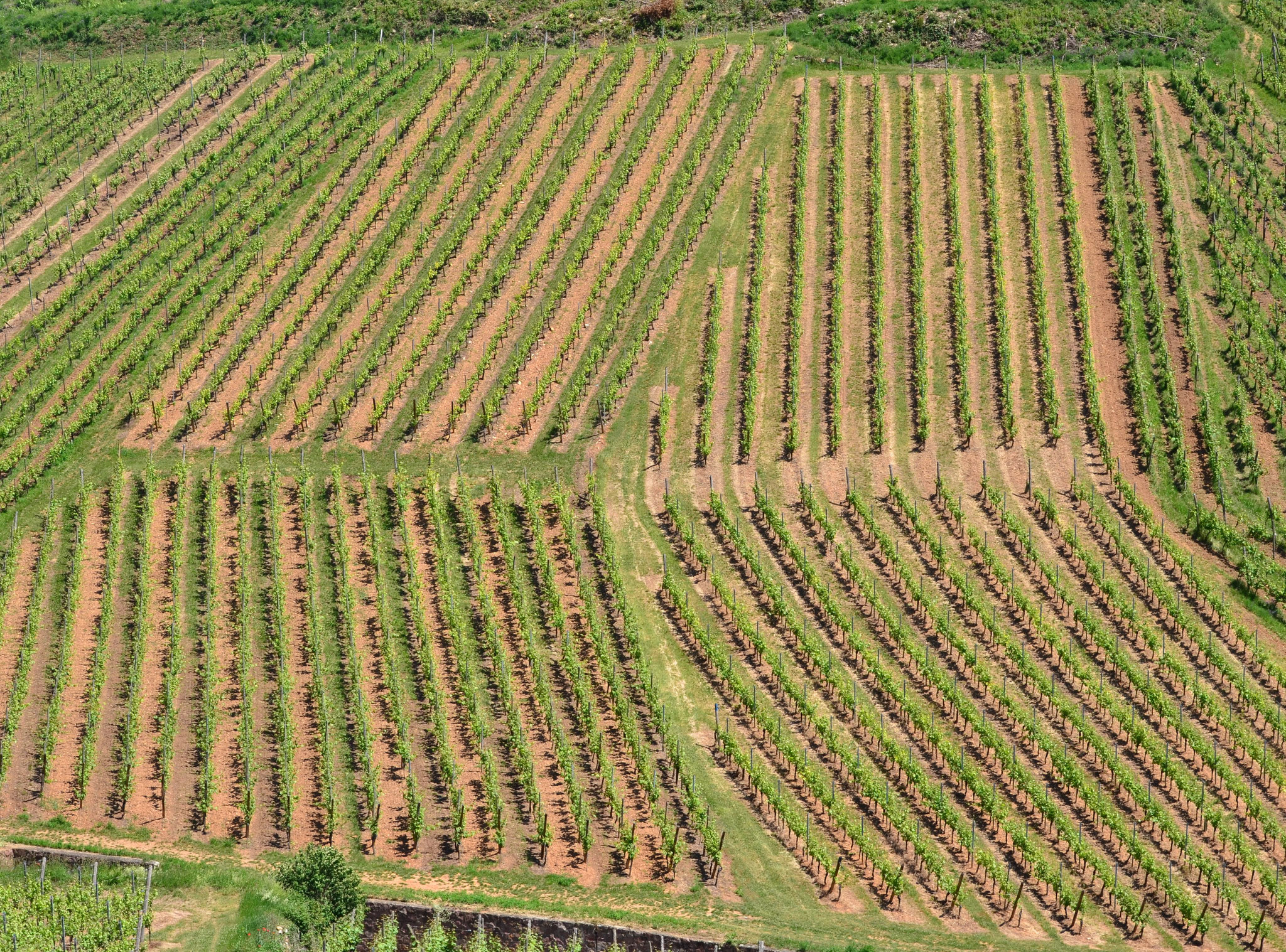 Vignes (Turckheim)