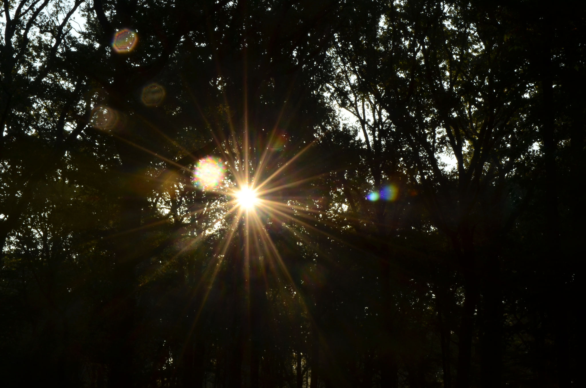 Soleil dans la forêt