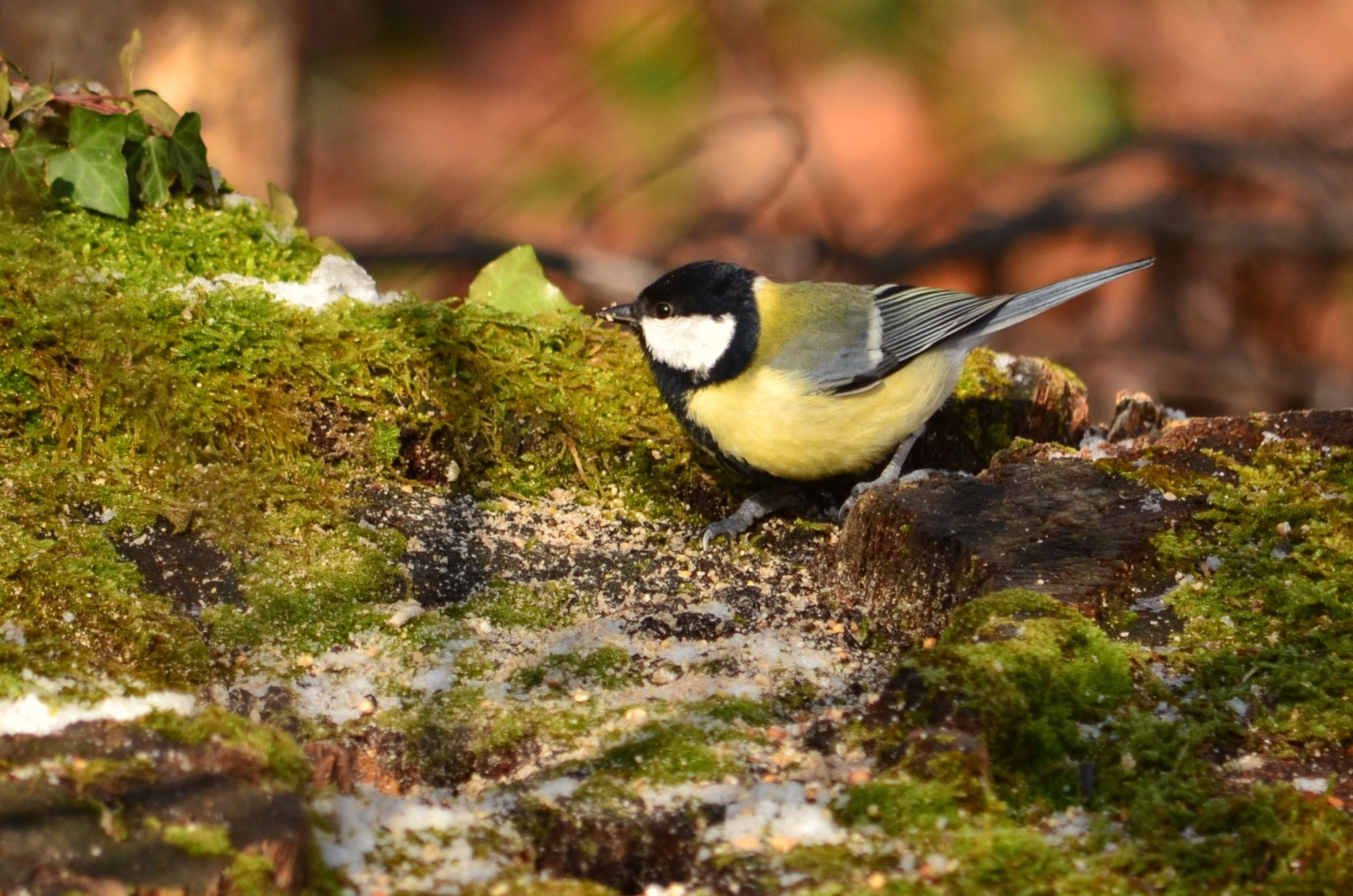 Mésange charbonnière (Alsace, France)