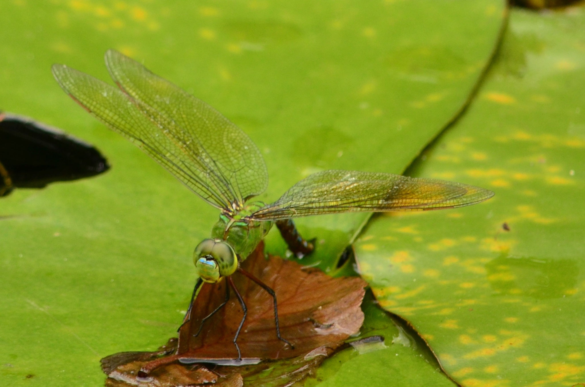 Anax empereur