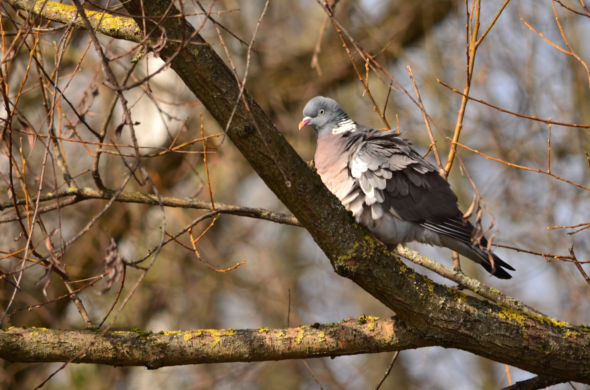 Pigeon ramier (Alsace, France)