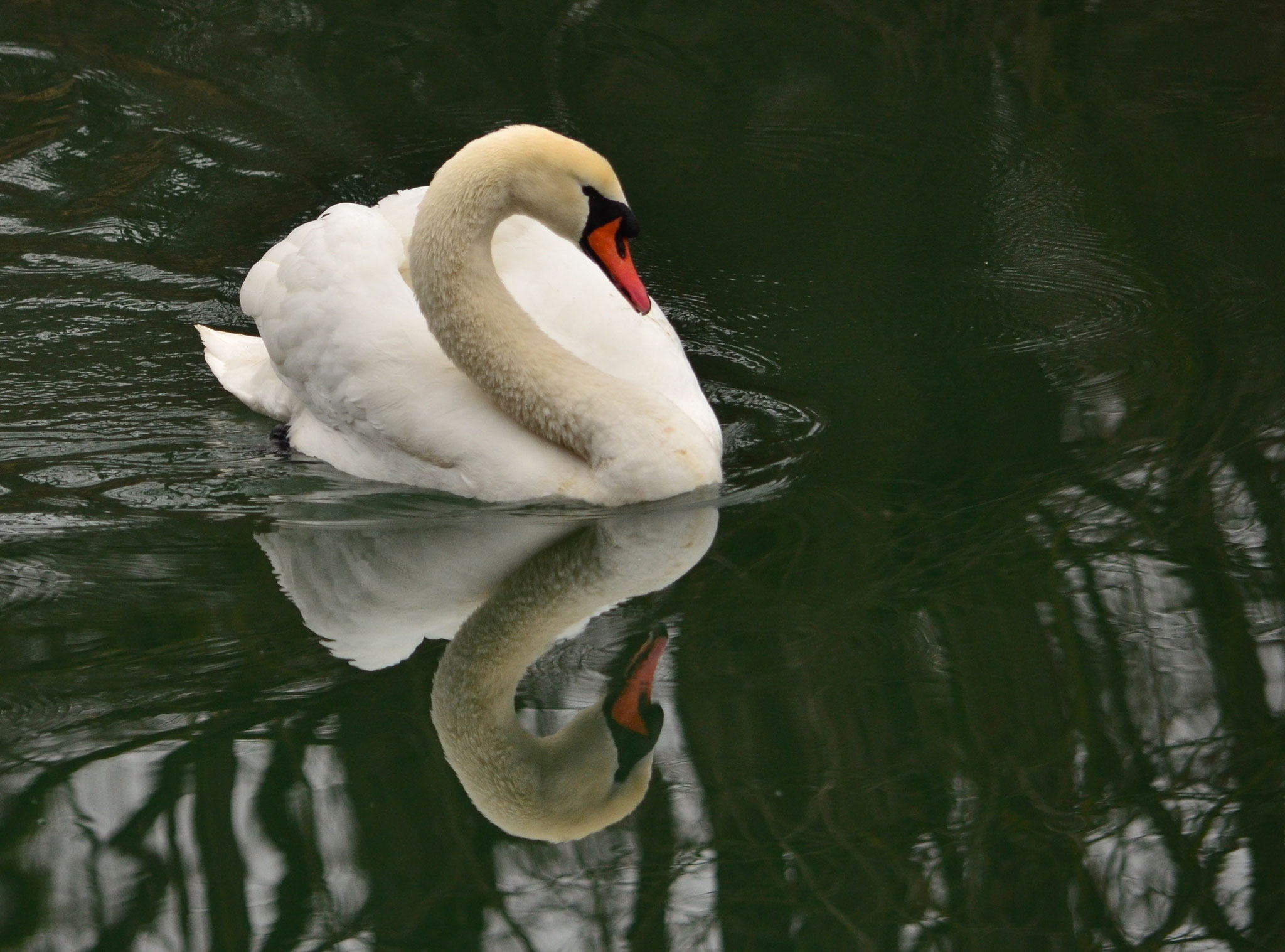 Joli cou de cygne