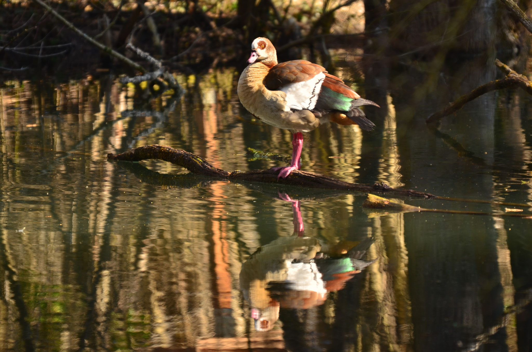 Ouette et son reflet