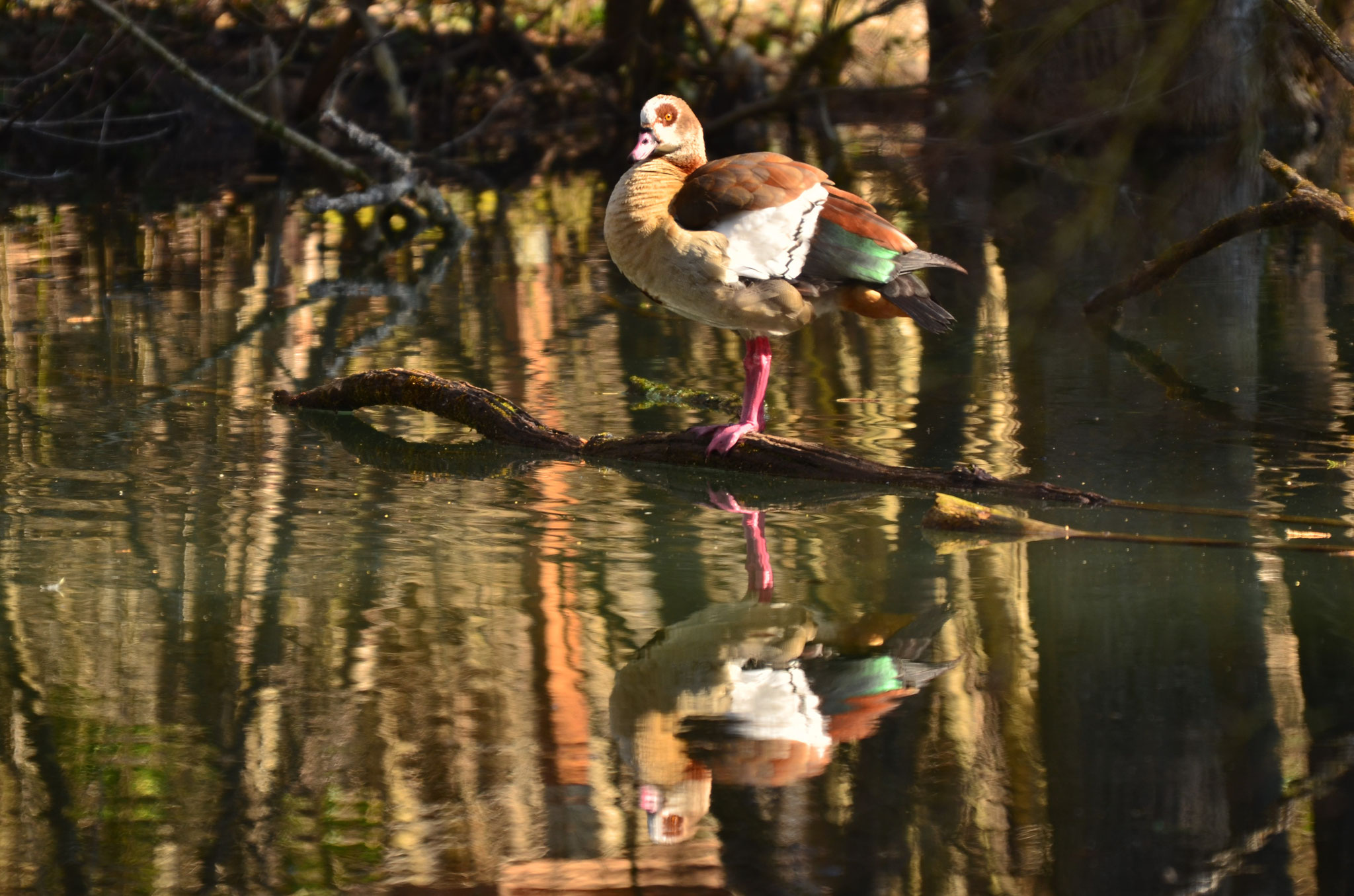 Ouette et son reflet