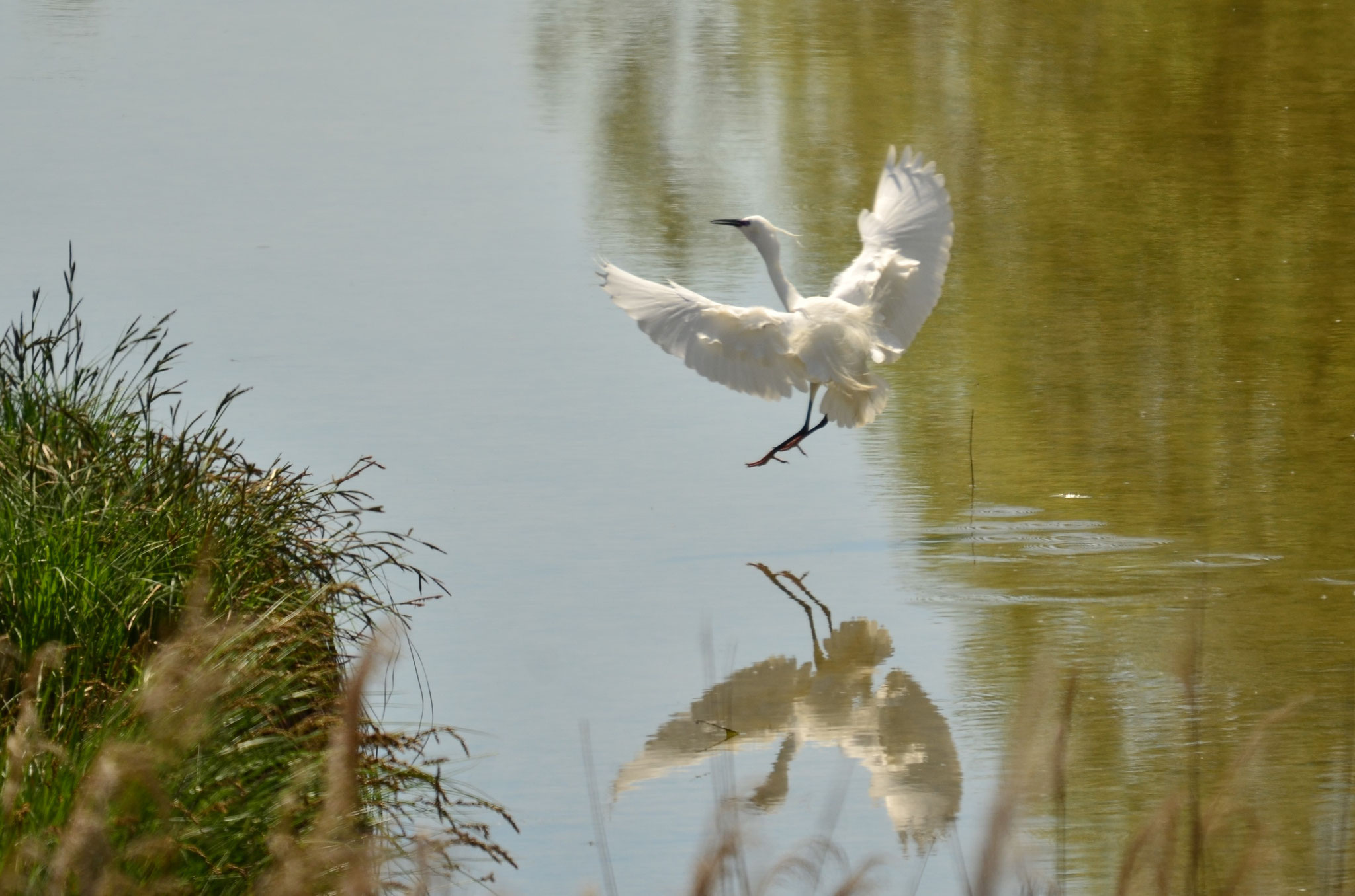 Aigrette garzette et son reflet