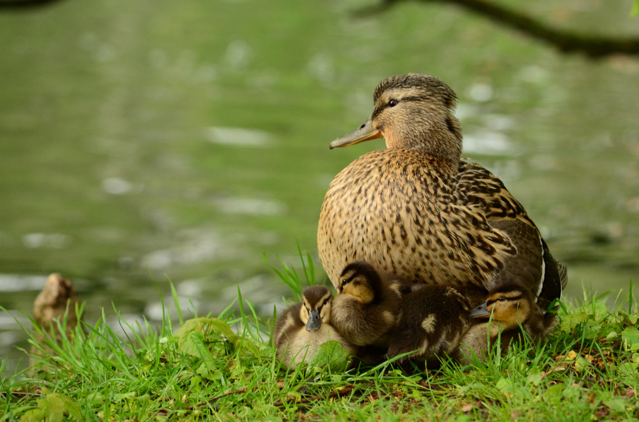 Cane colvert (Alsace, France)